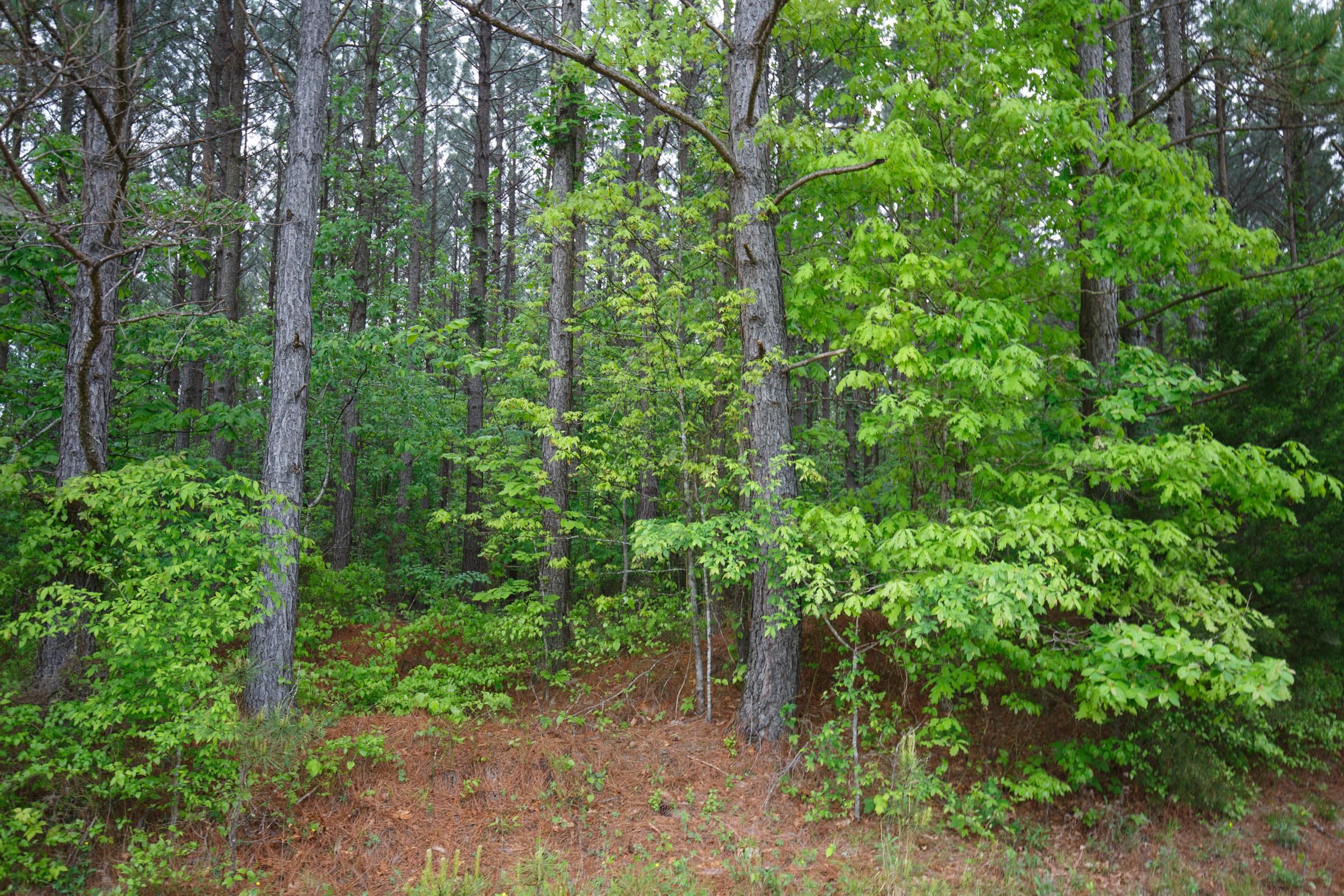 Red Barn Ranch Tract 18 photo 9