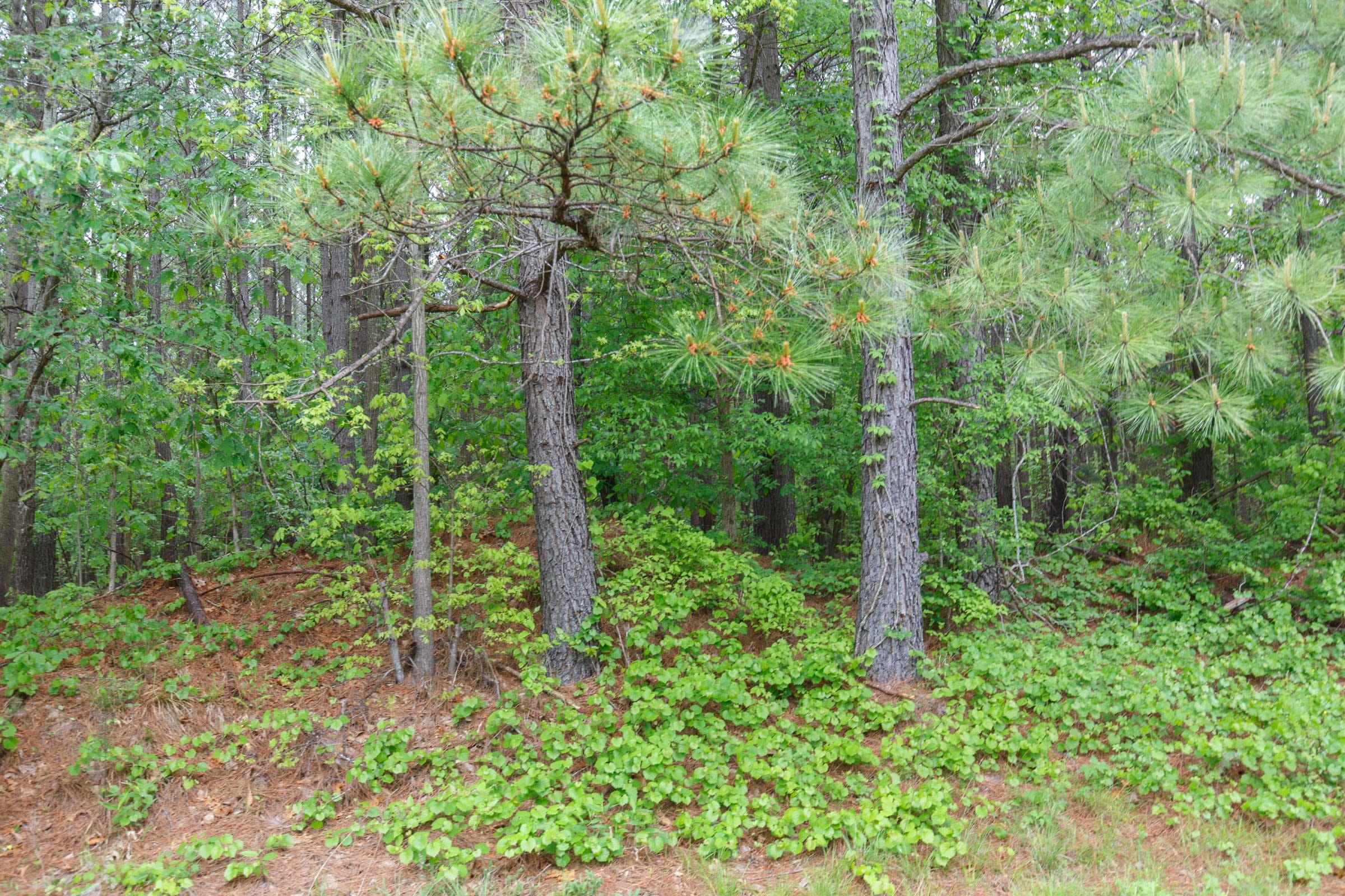 Red Barn Ranch Tract 18 photo 13