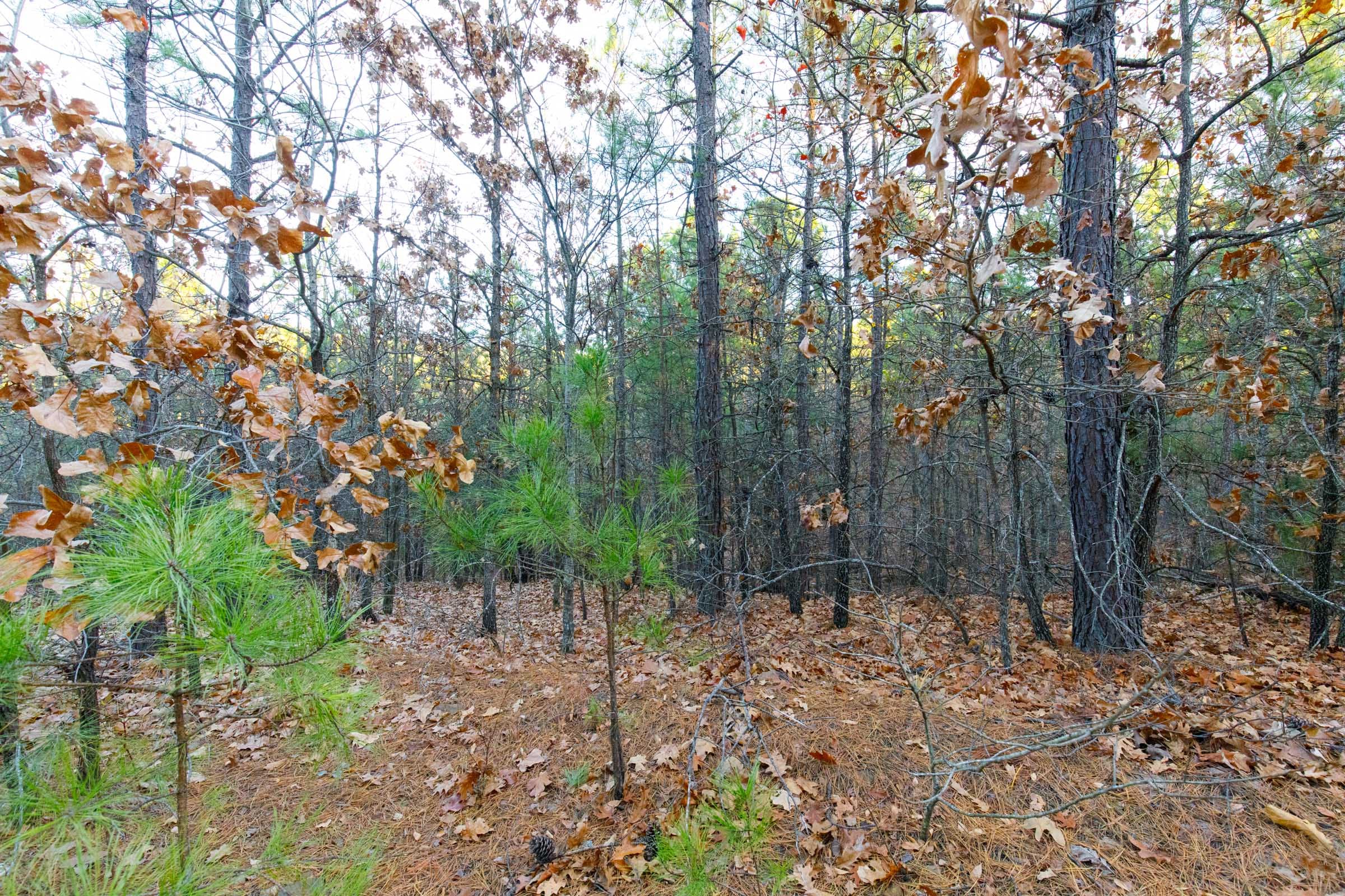 Stone Bridge Phase II Tract 118 photo 6