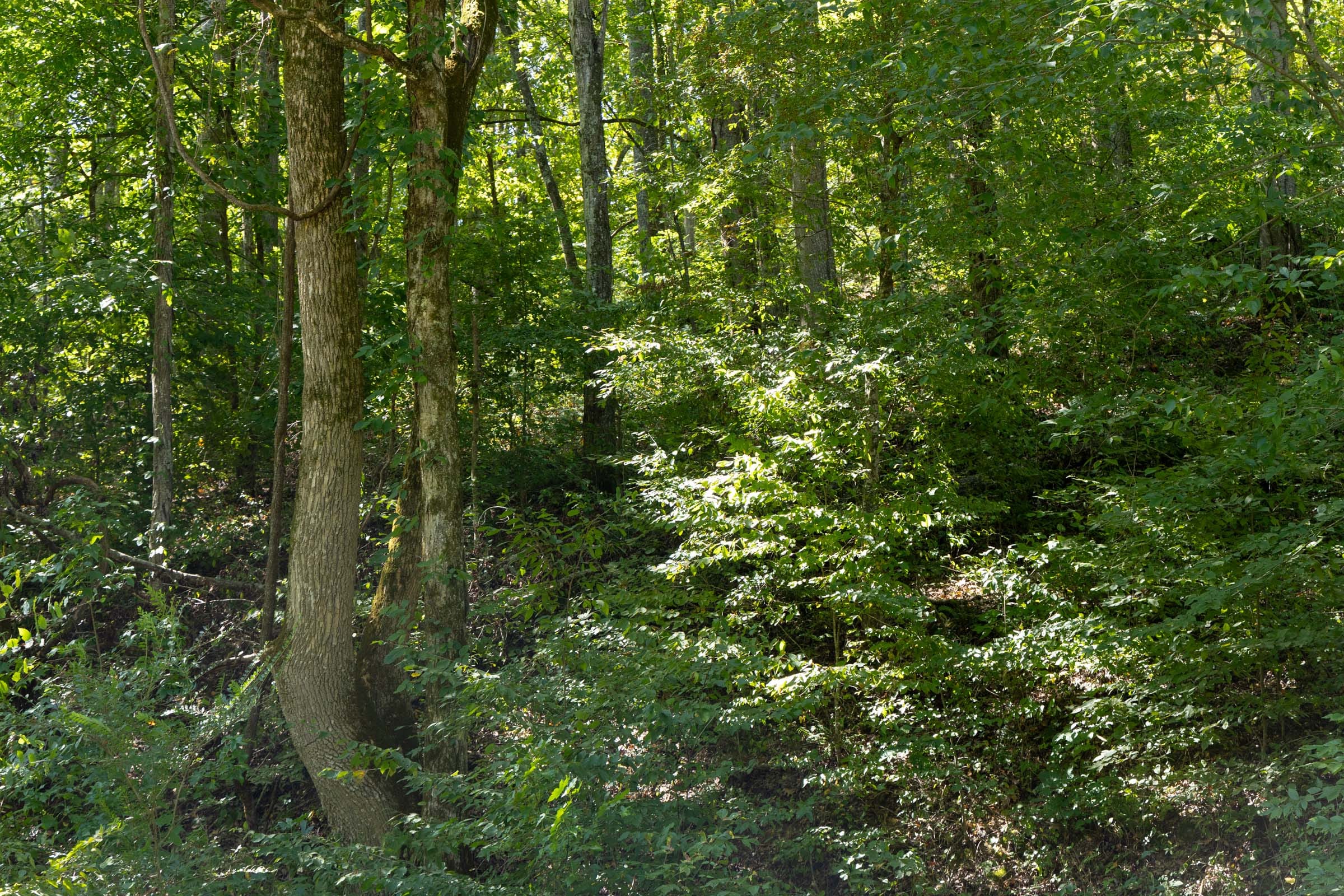 Big White Oak Tract 18 photo 9