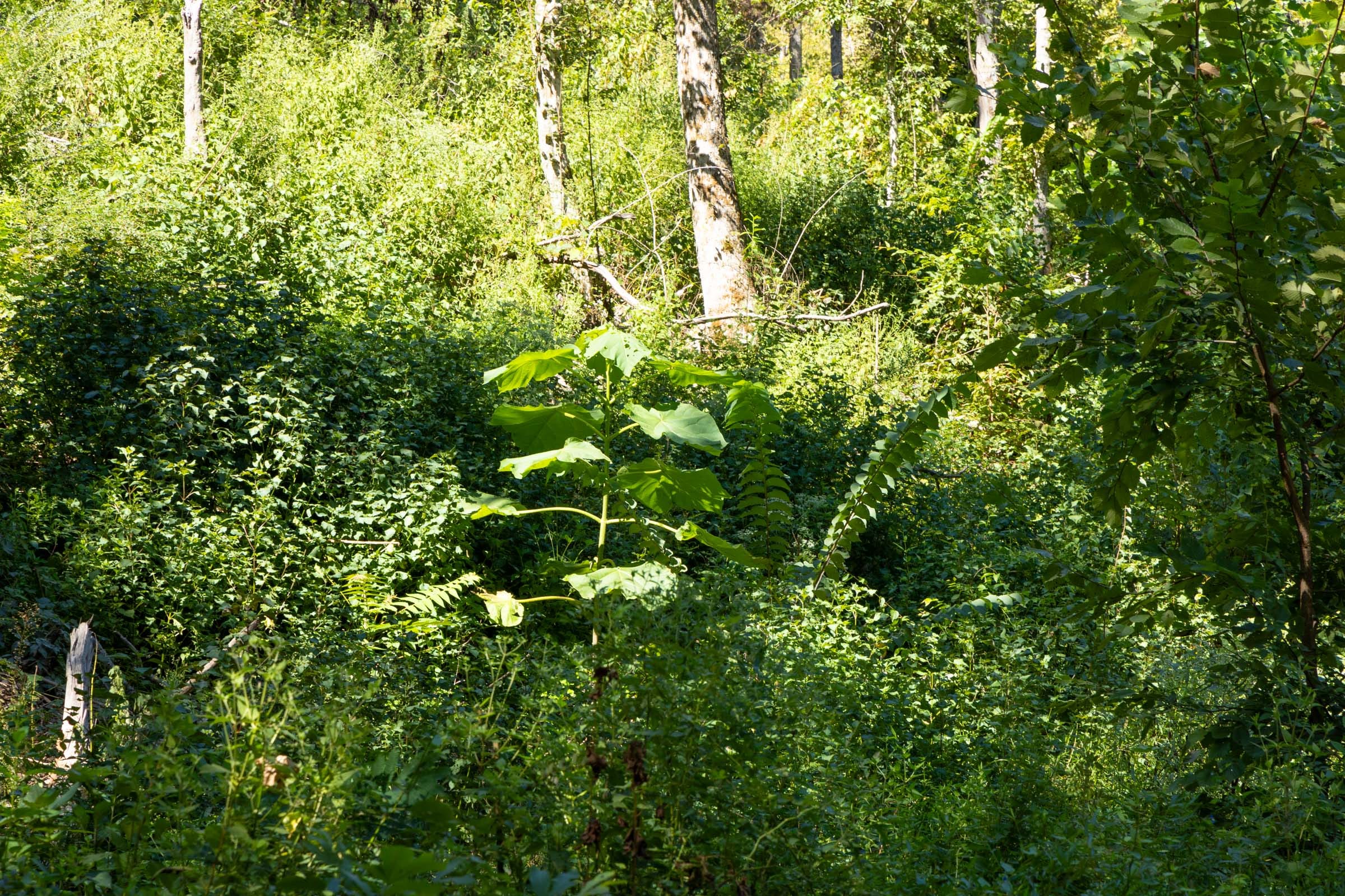 Big White Oak Tract 18 photo 7