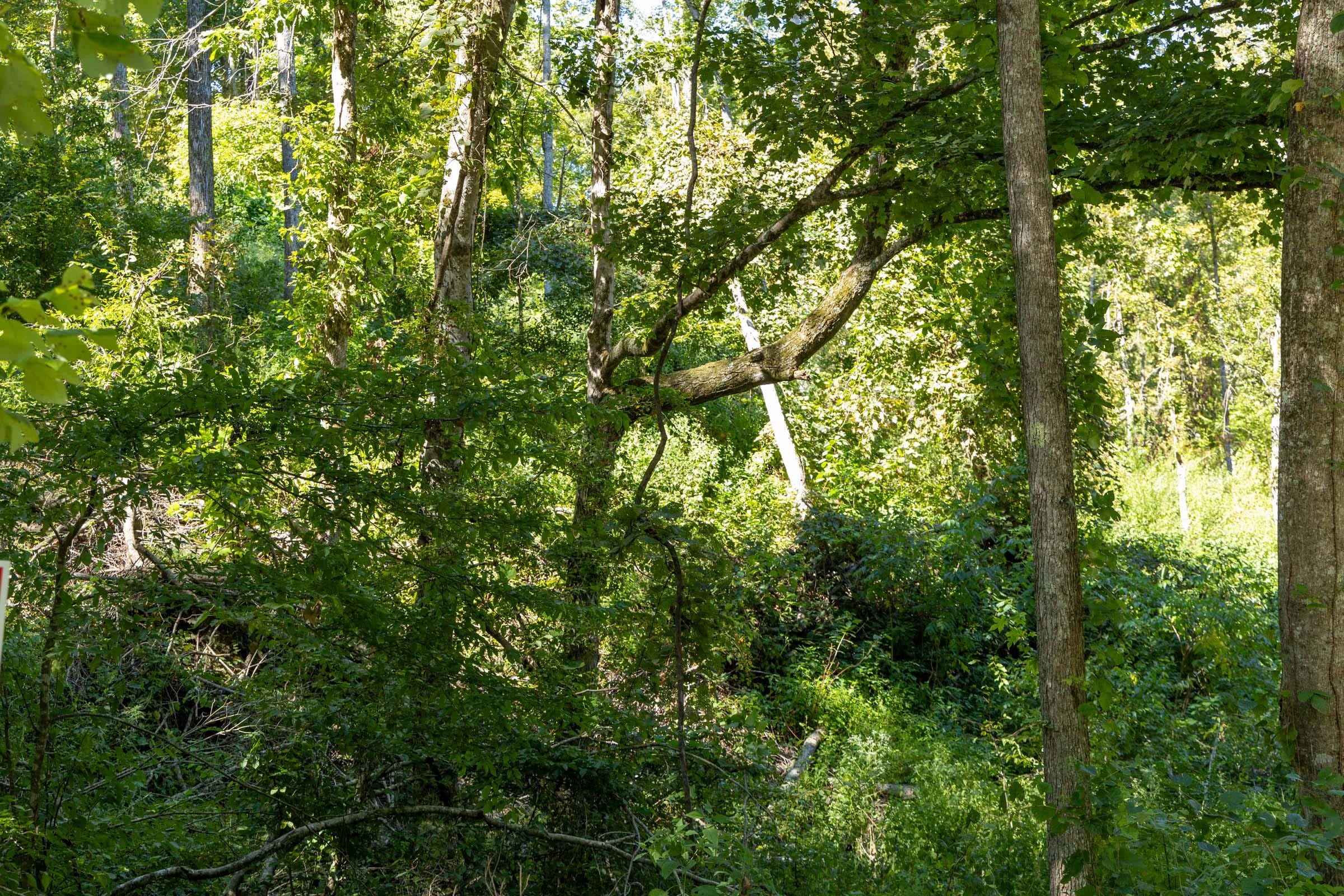 Big White Oak Tract 18 photo 6