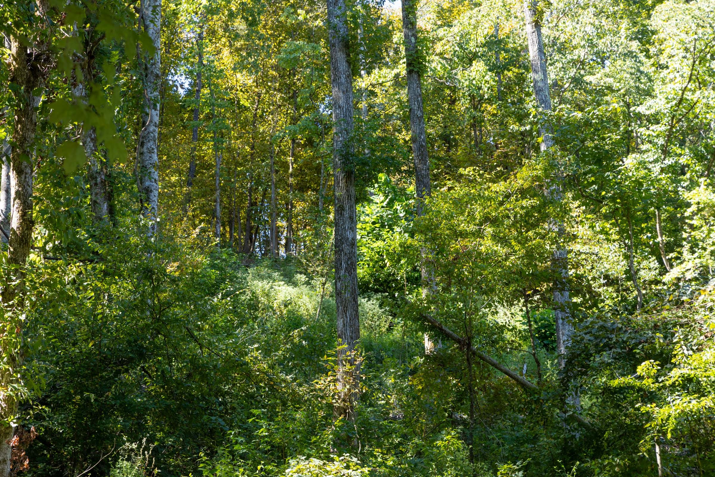Big White Oak Tract 18 photo 4