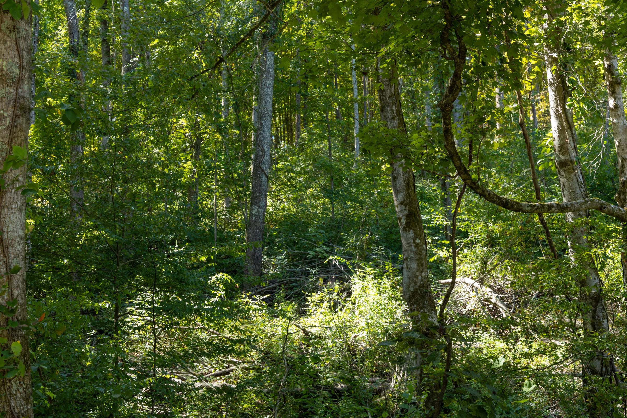 Big White Oak Tract 18 photo 2