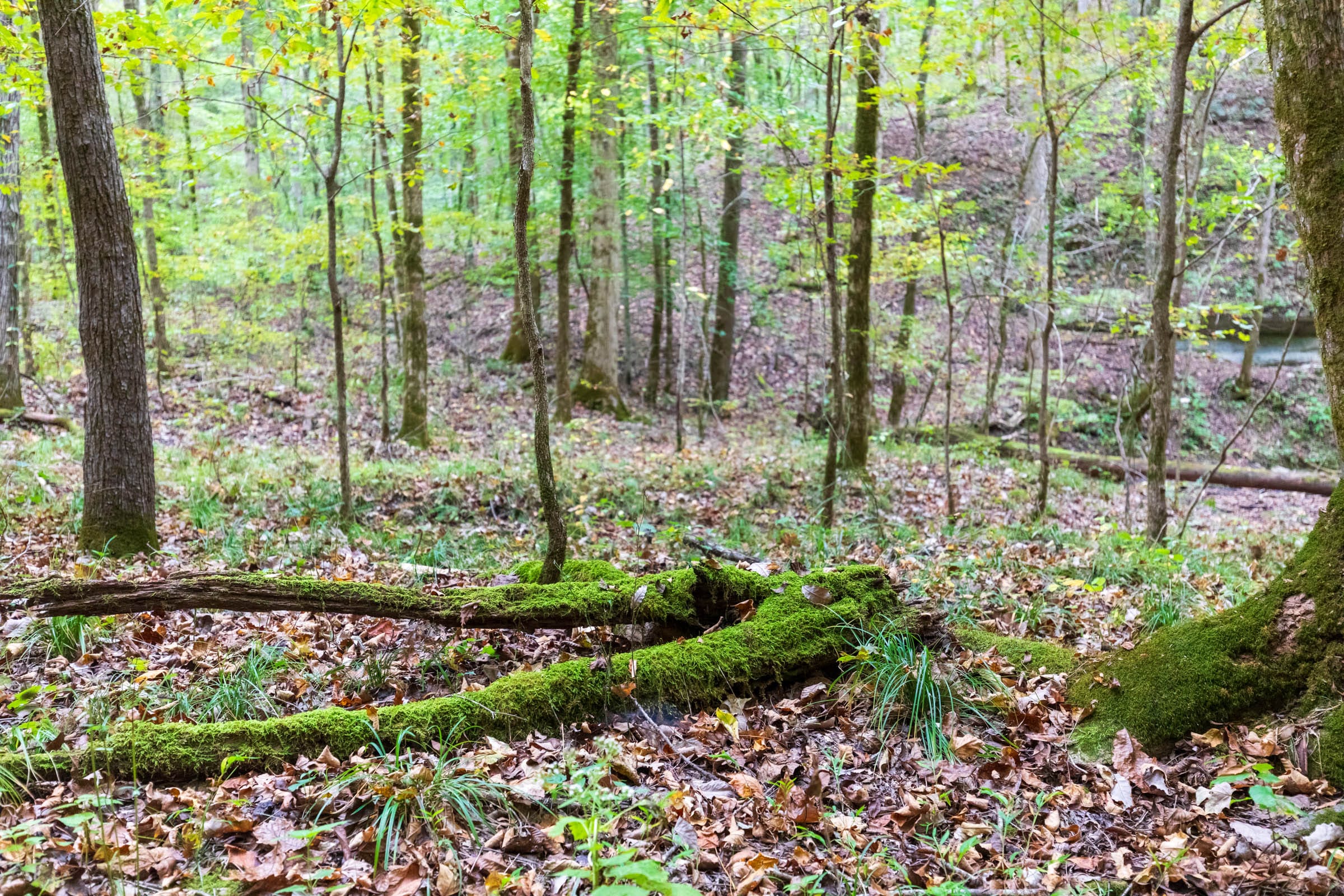 Copper Ridge Tract 2 photo 6