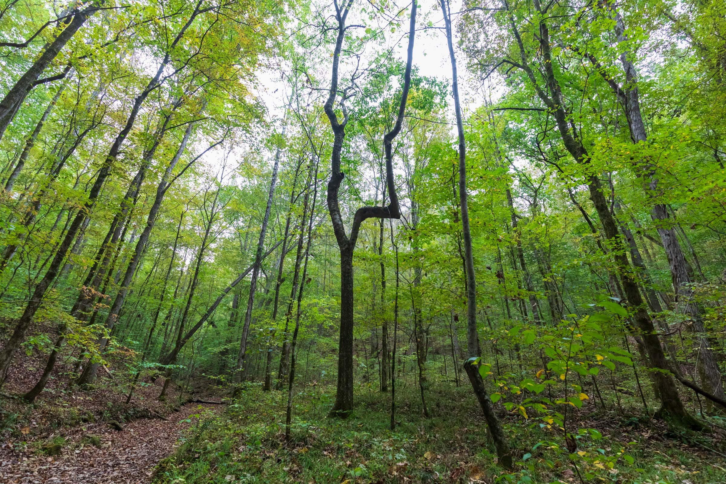 Copper Ridge Tract 2 photo 11