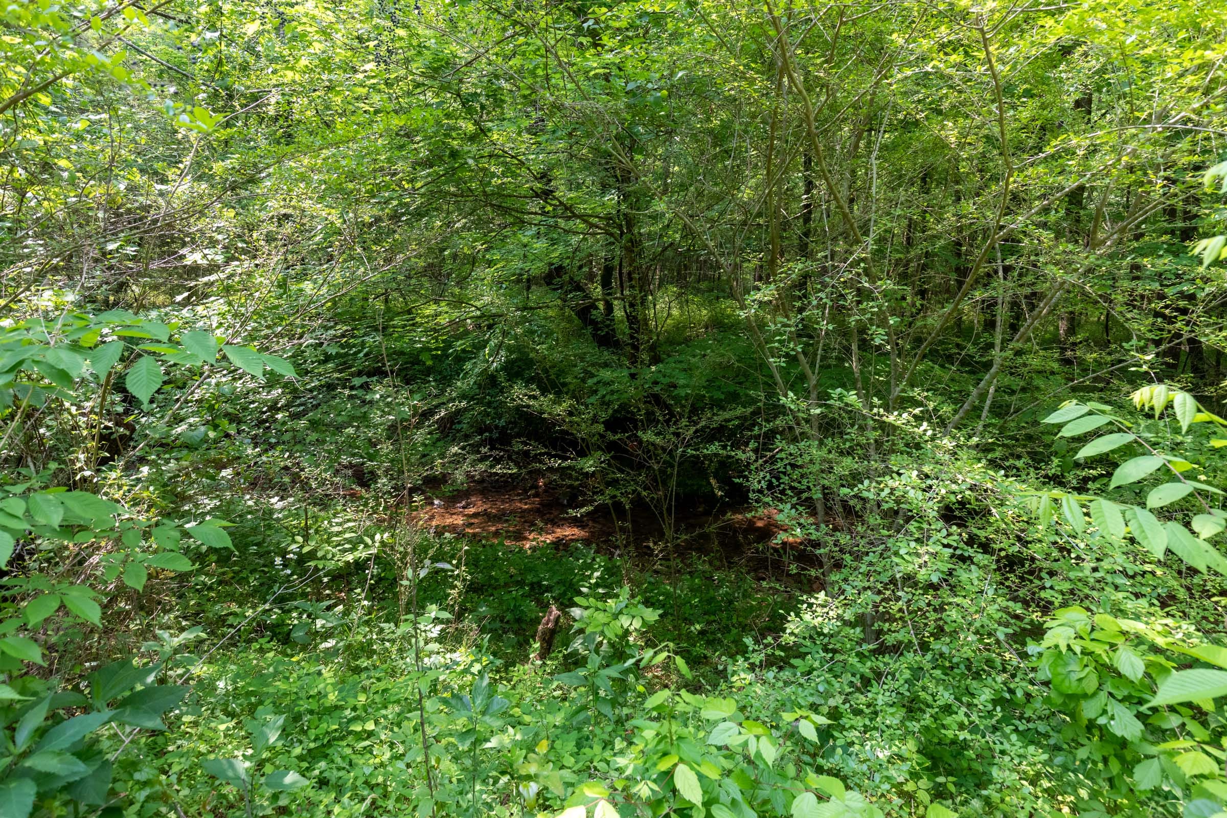 Cedar Creek Tract 45 photo 4