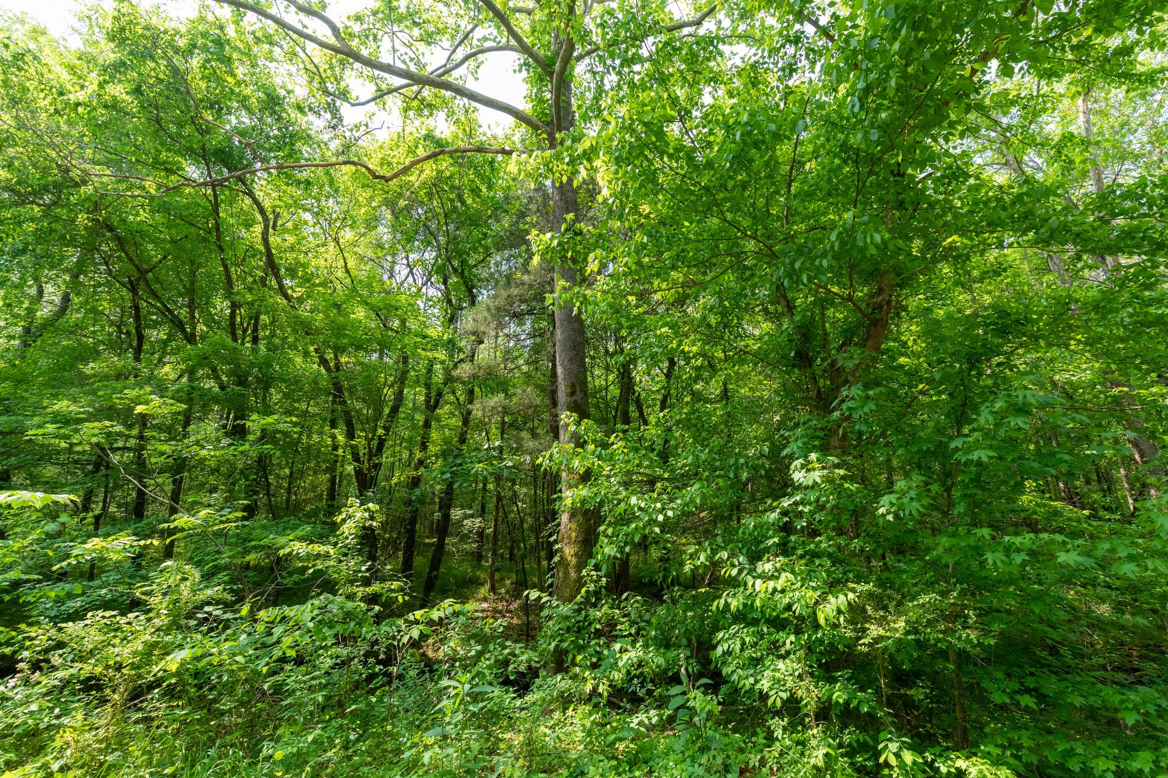 Cedar Creek Tract 45 photo 5