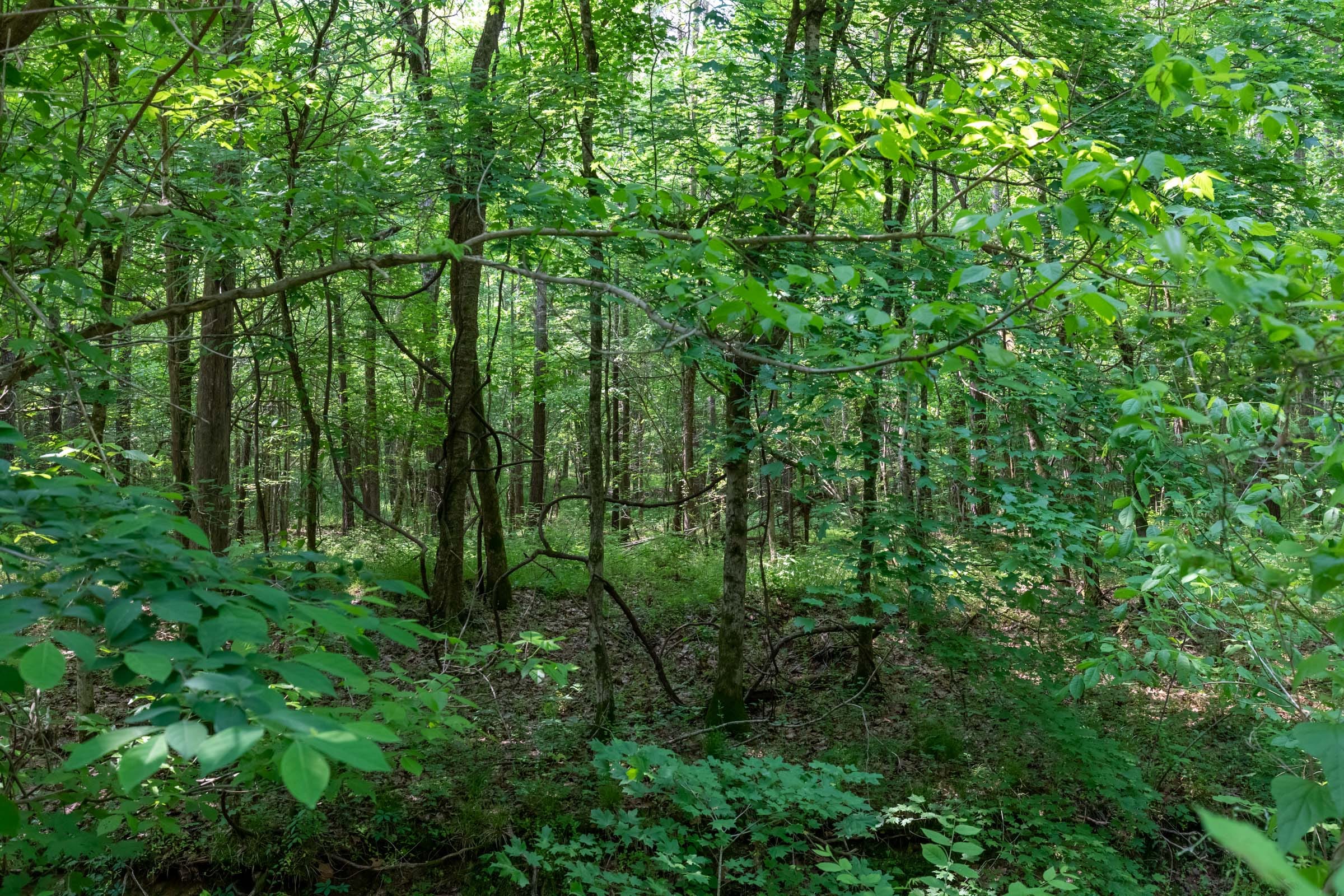 Cedar Creek Tract 45 photo 6