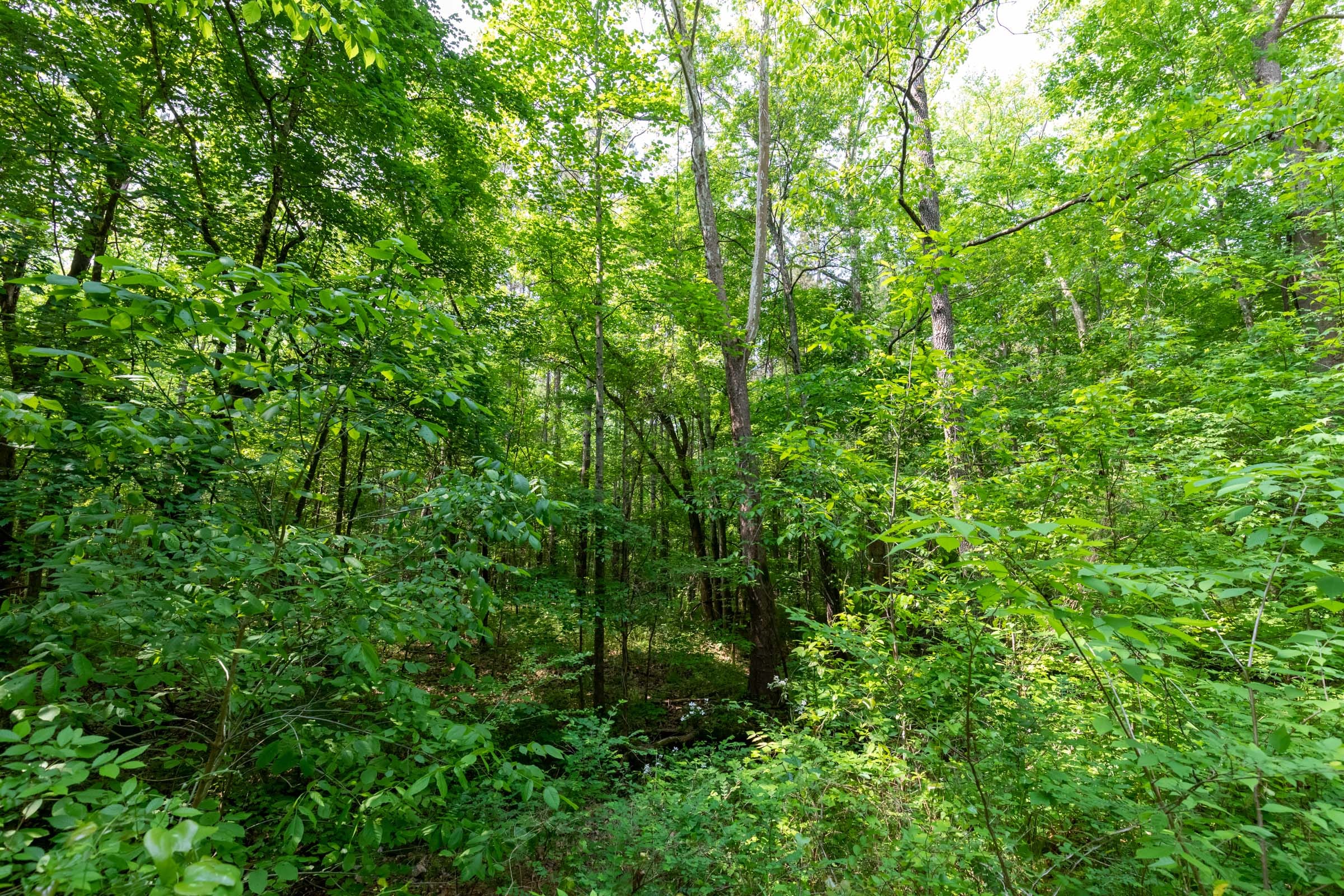 Cedar Creek Tract 45 photo 7
