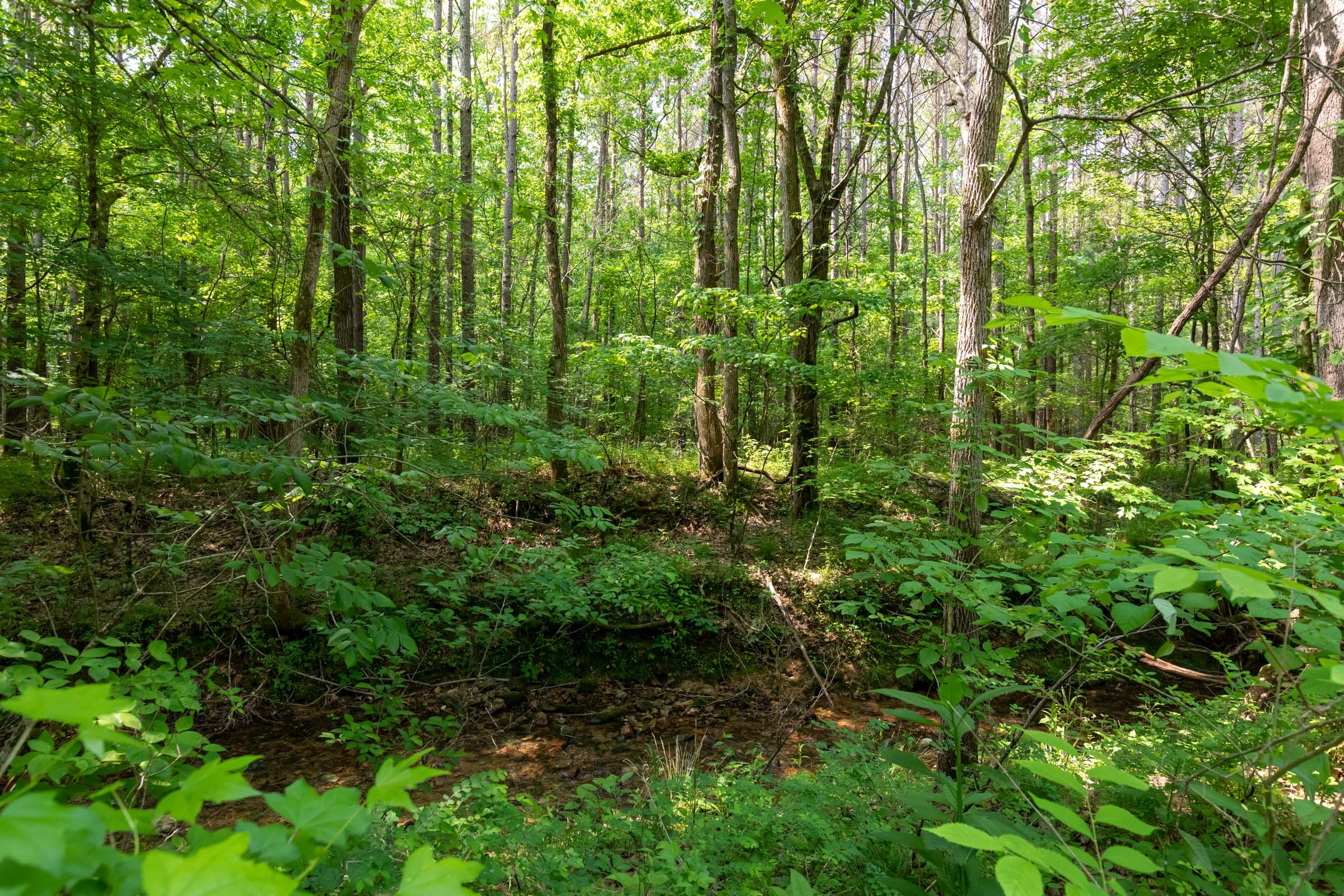 Cedar Creek Tract 45 photo 9