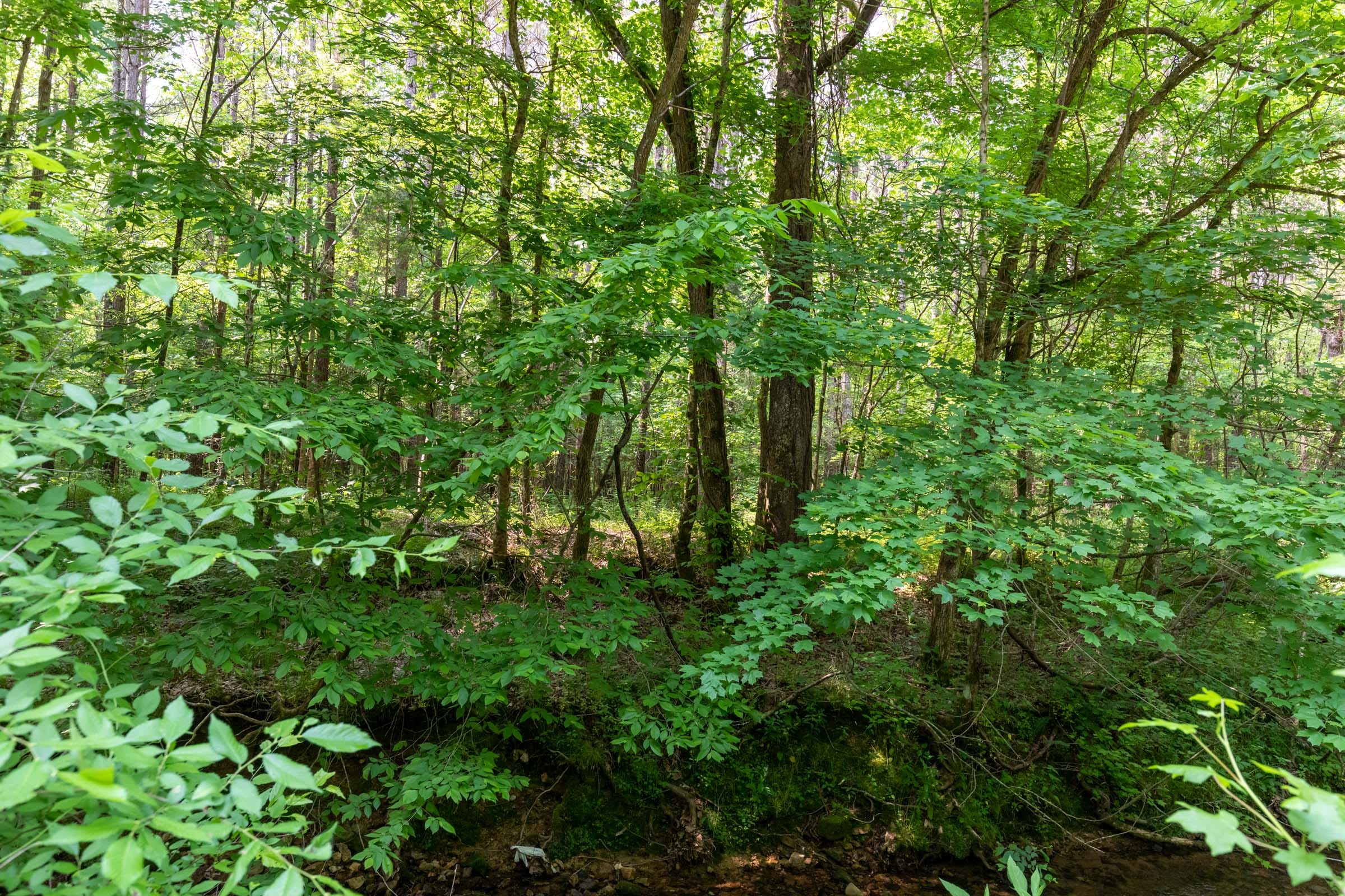 Cedar Creek Tract 45 photo 12