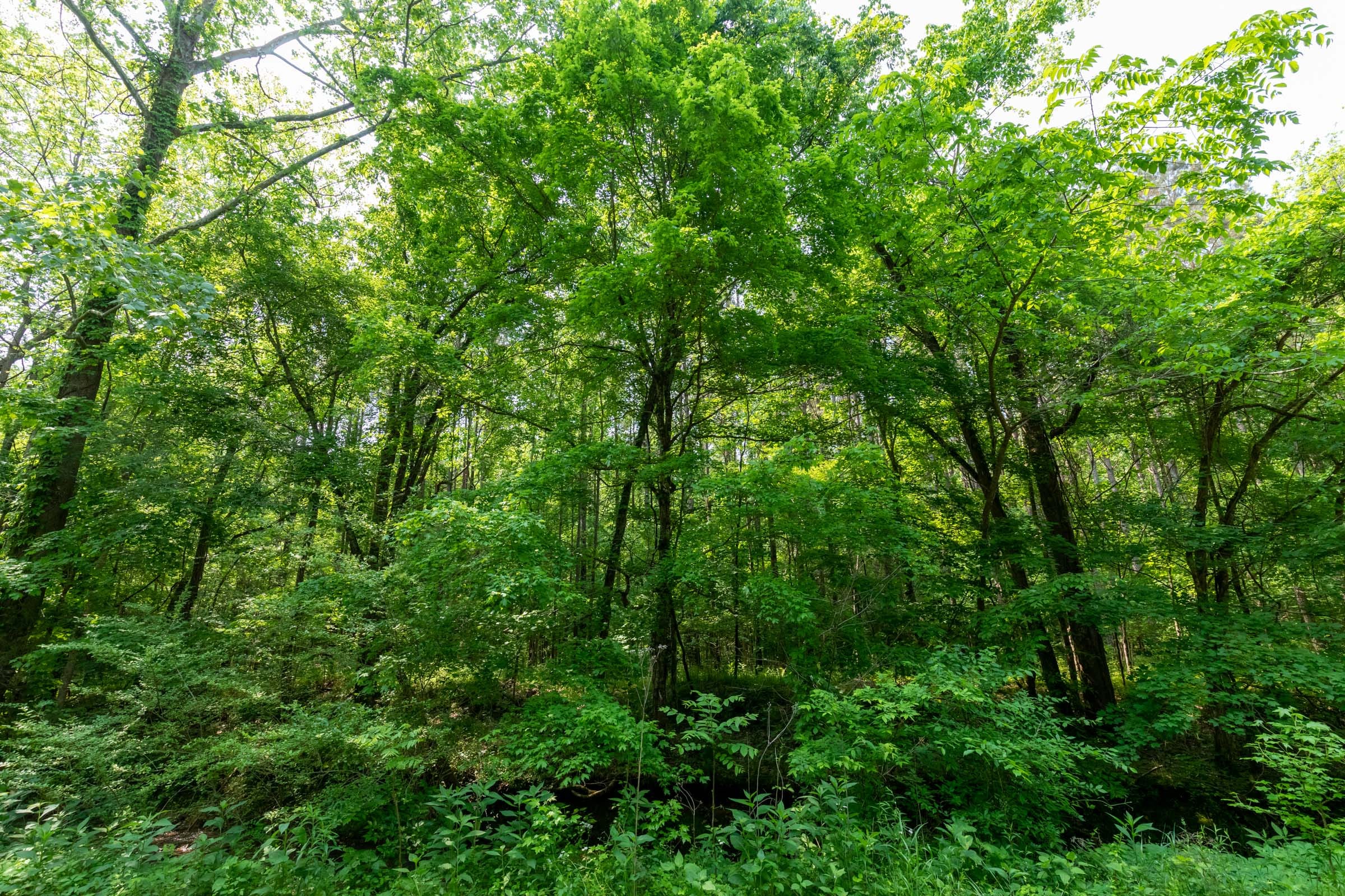 Cedar Creek Tract 45 photo 10
