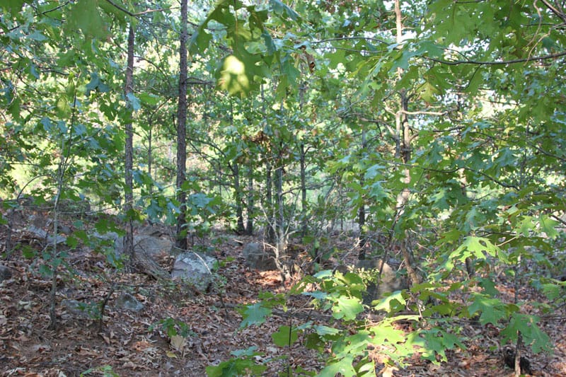 Trophy Ridge Phase I Tract 43 photo 6