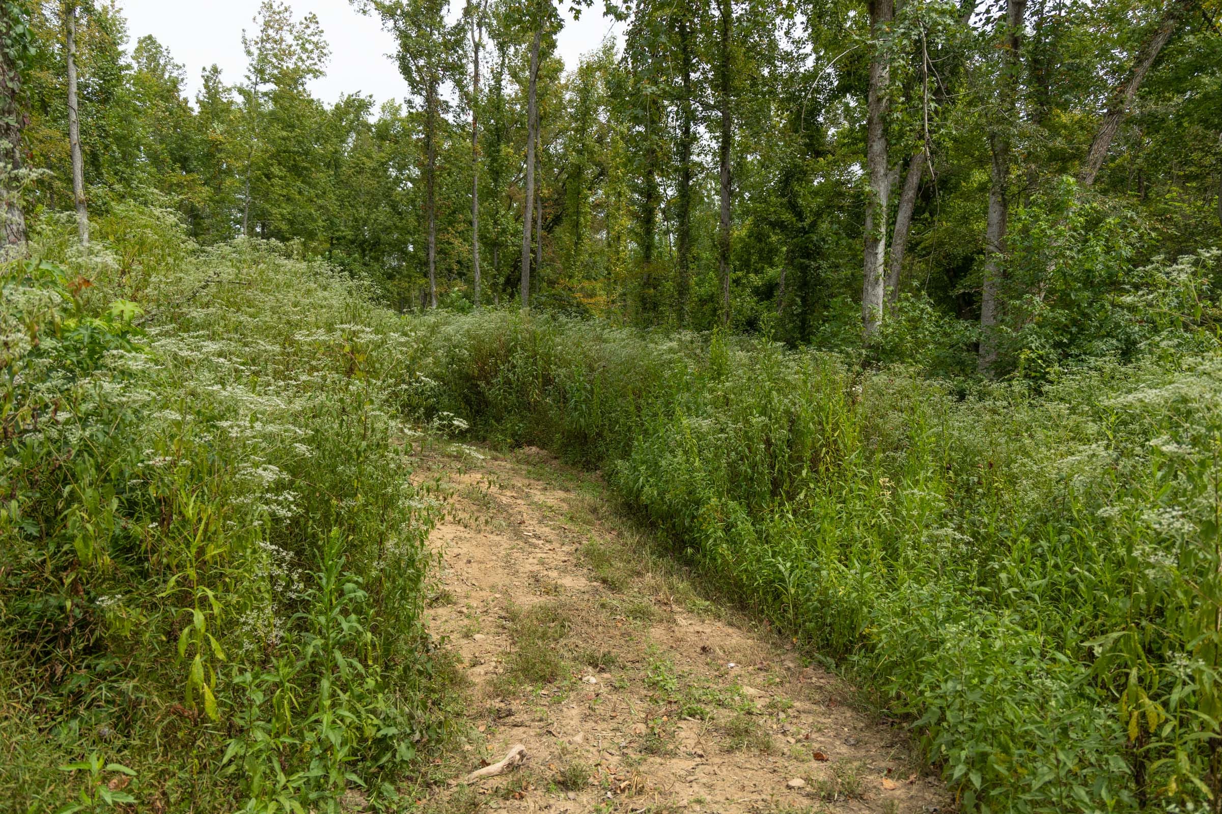 Big White Oak Tract 133 photo 17