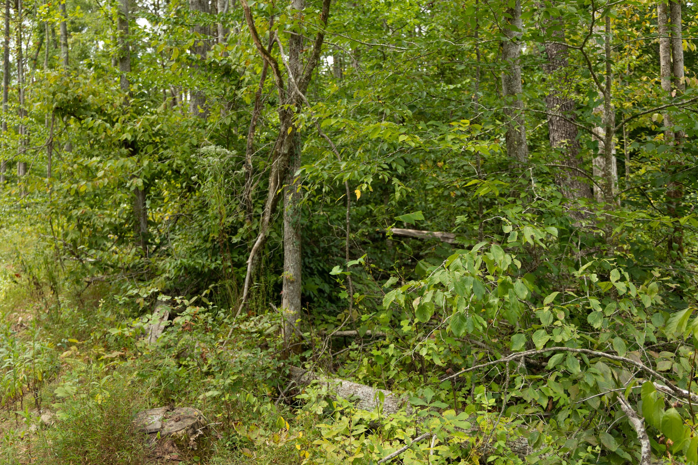 Big White Oak Tract 133 photo 20