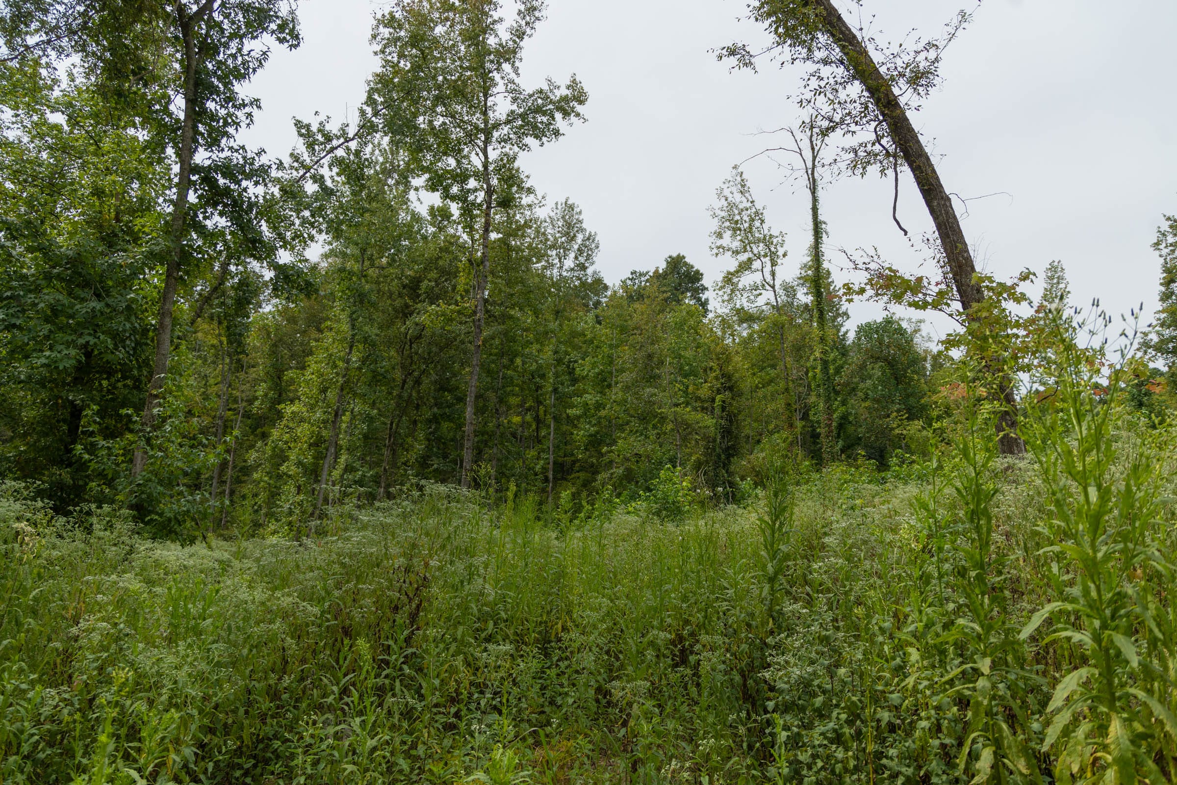 Big White Oak Tract 133 photo 19
