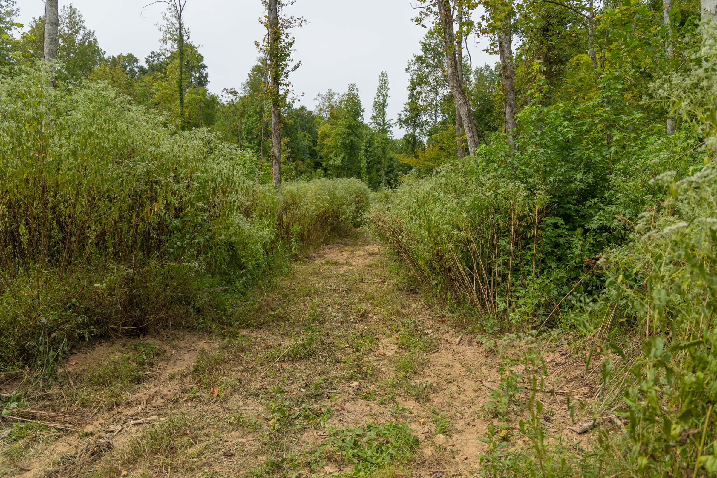 Big White Oak Tract 133 photo 18