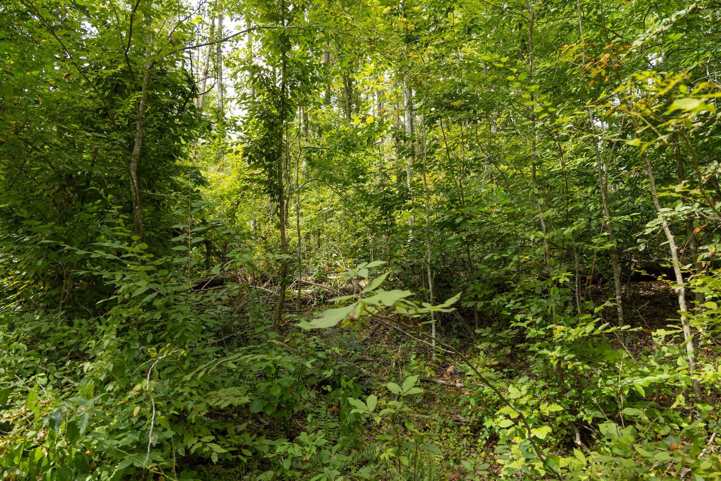 Big White Oak Tract 133 photo 15