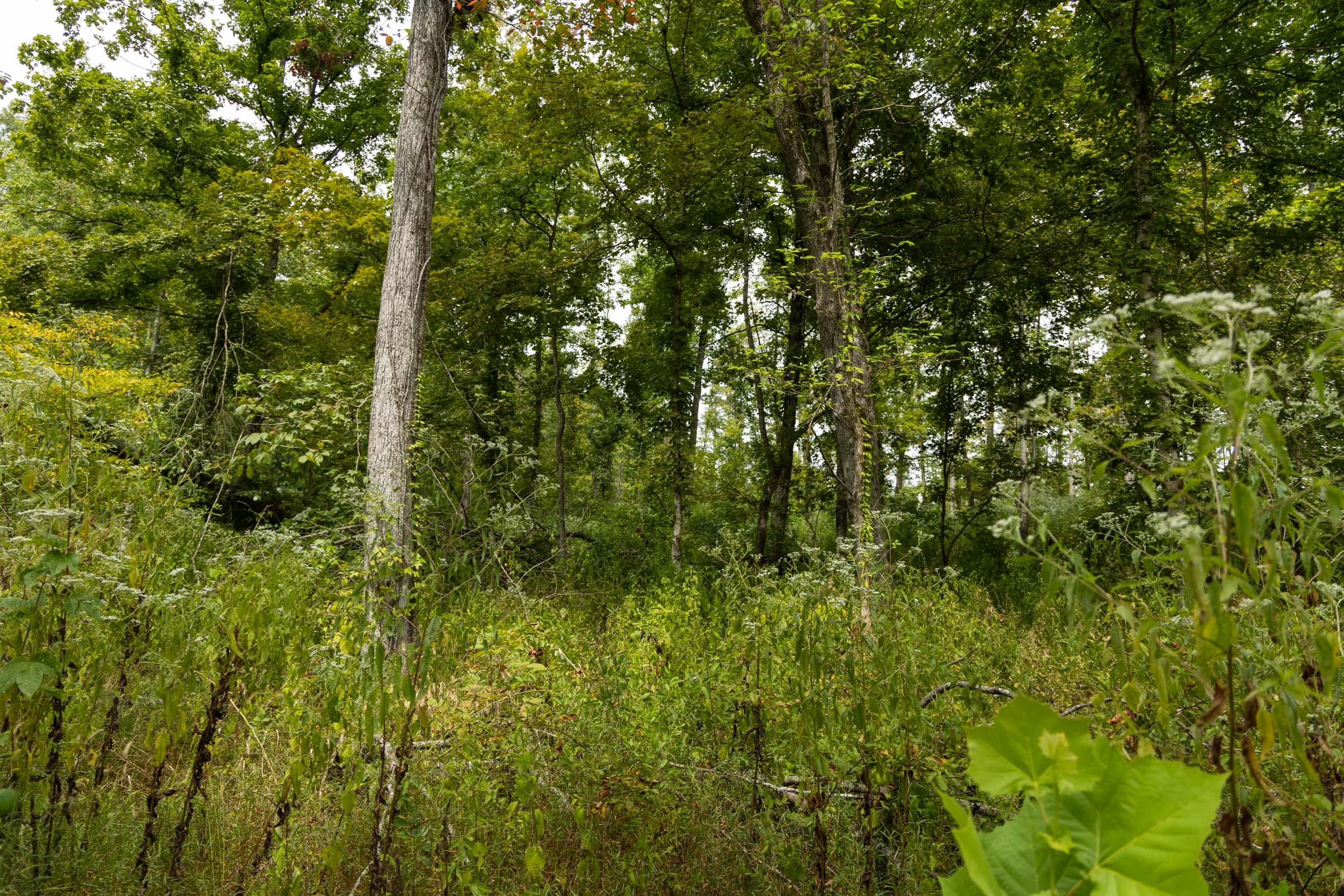 Big White Oak Tract 133 photo 14