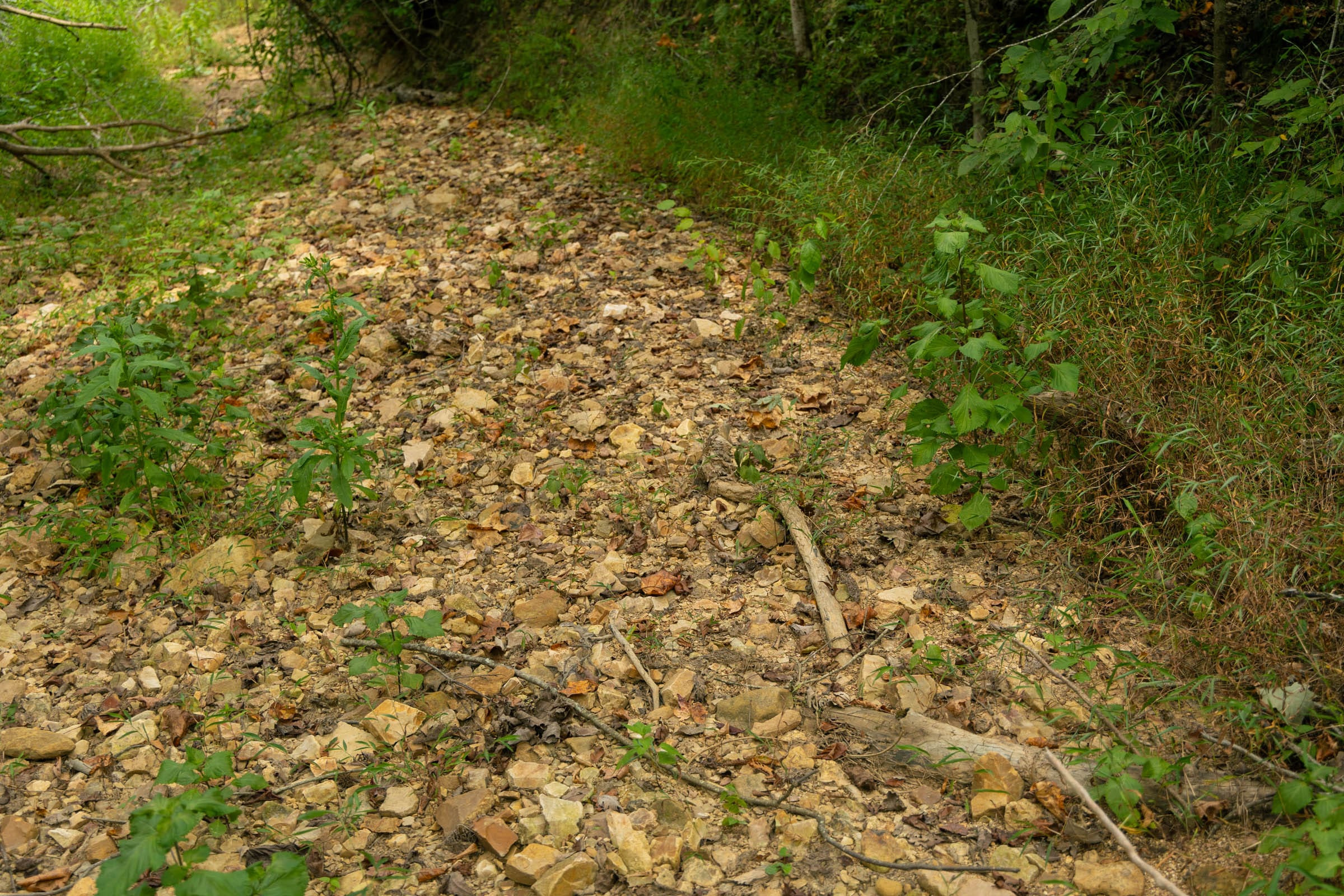 Big White Oak Tract 133 photo 2