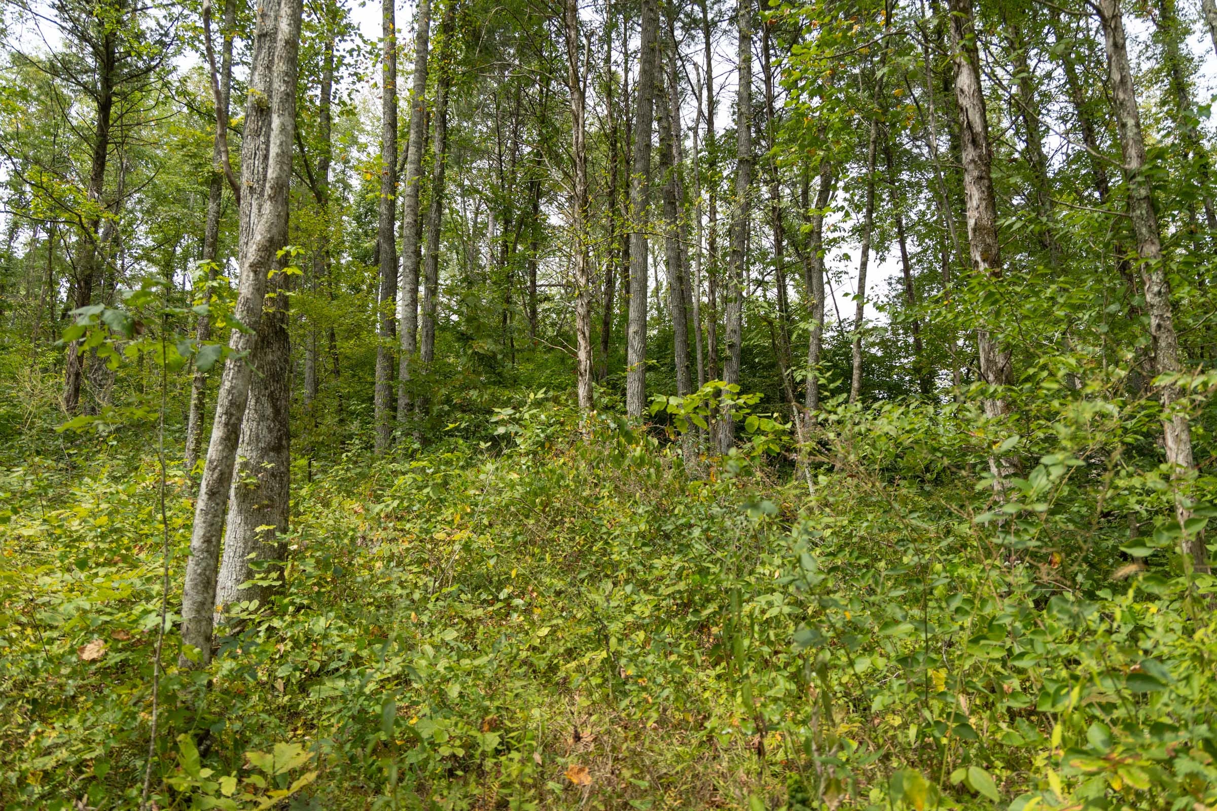 Big White Oak Tract 133 photo 12