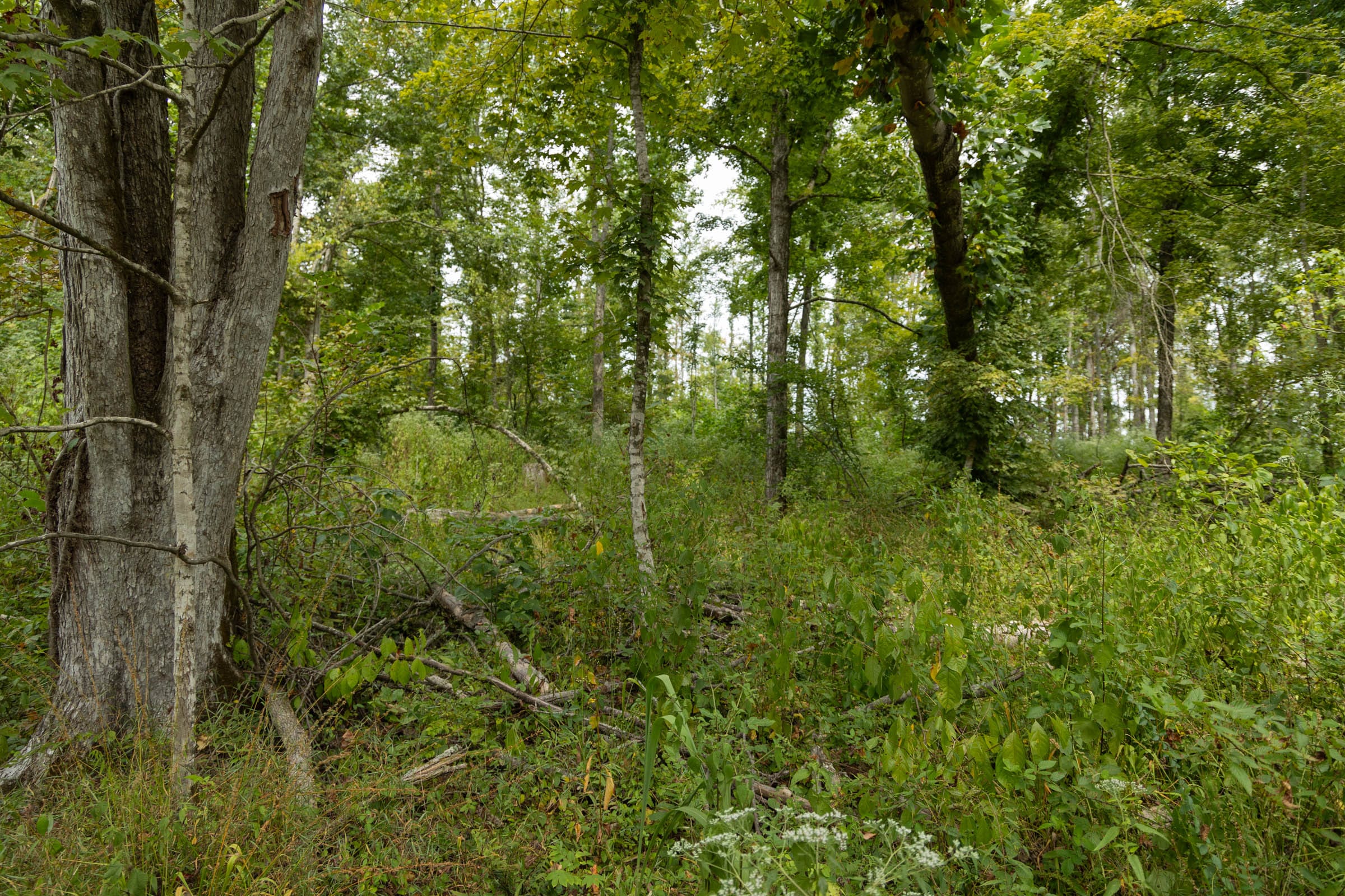 Big White Oak Tract 133 photo 11