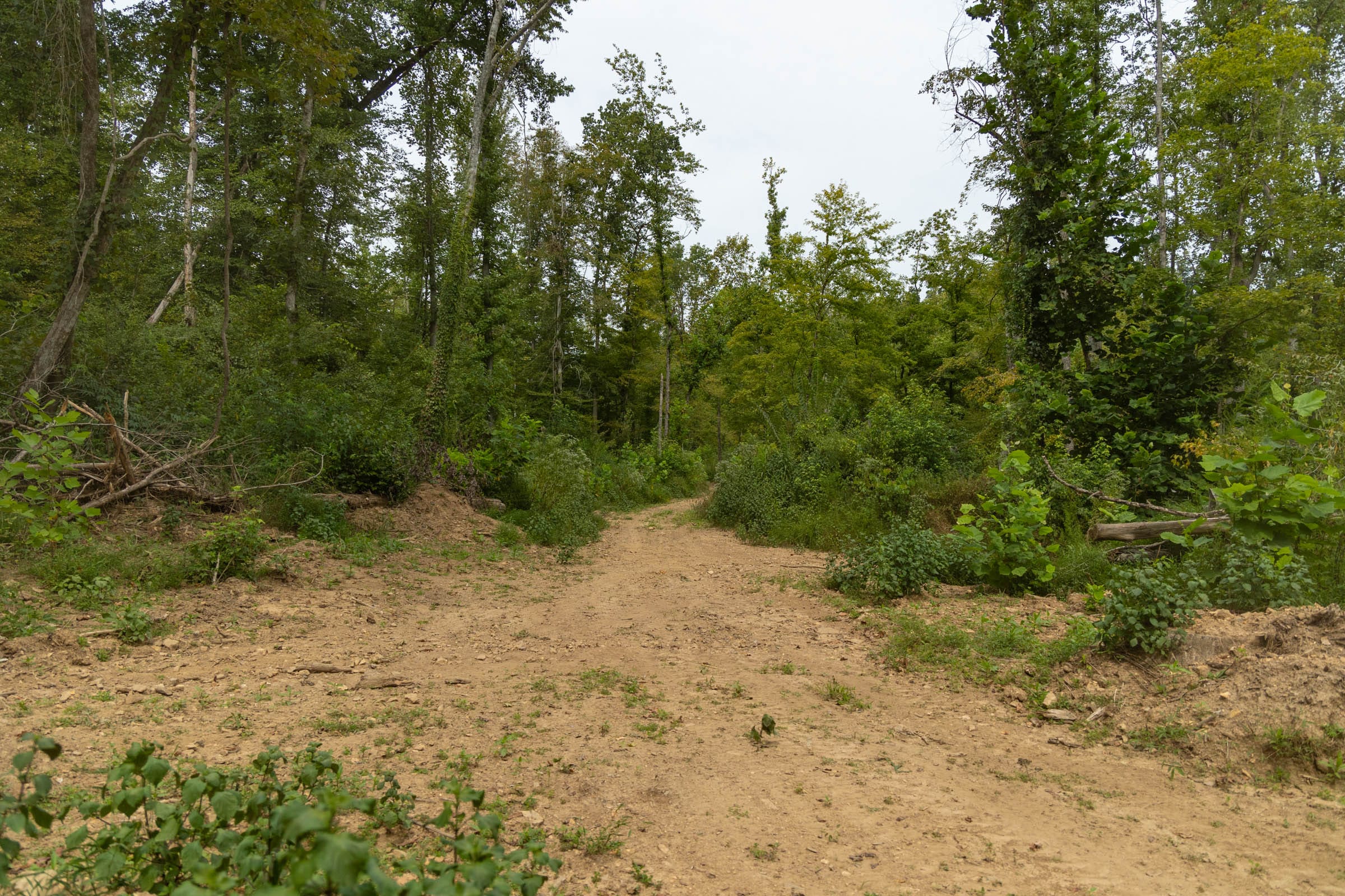 Big White Oak Tract 133 photo 1
