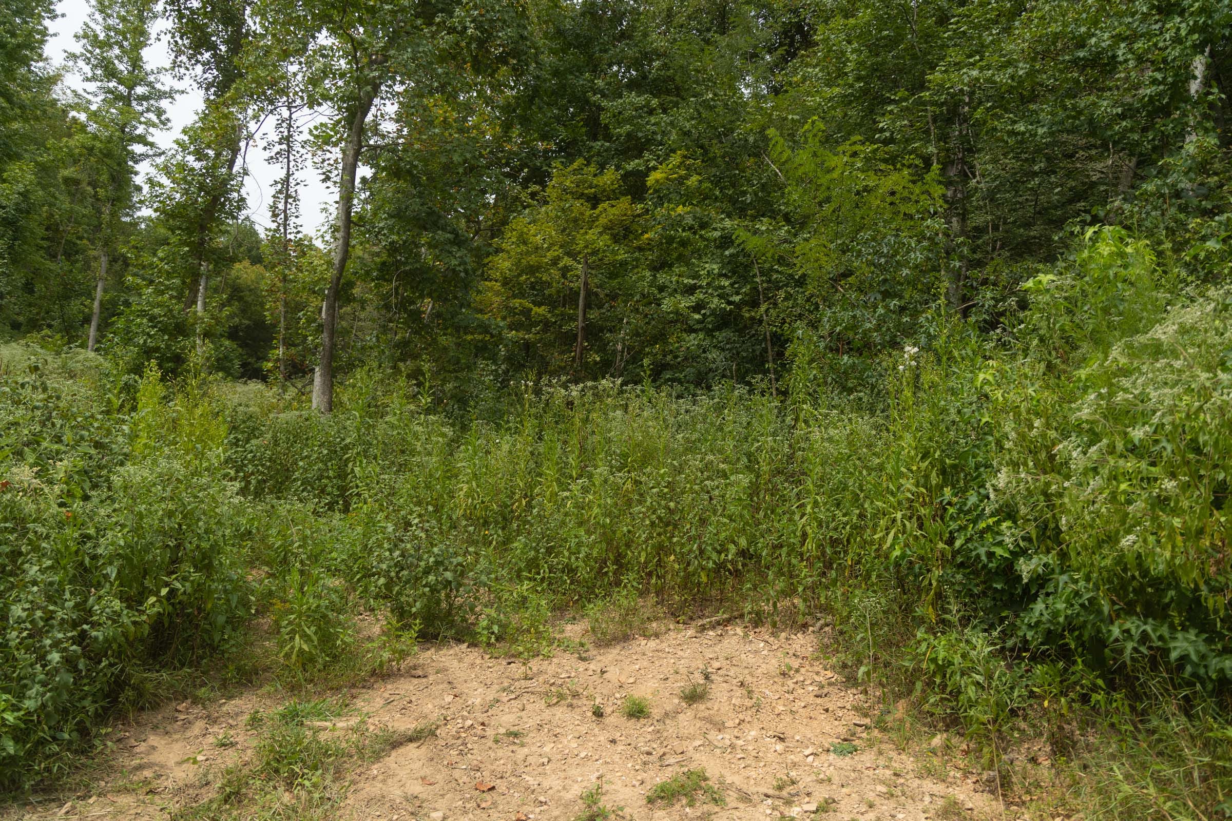 Big White Oak Tract 133 photo 9