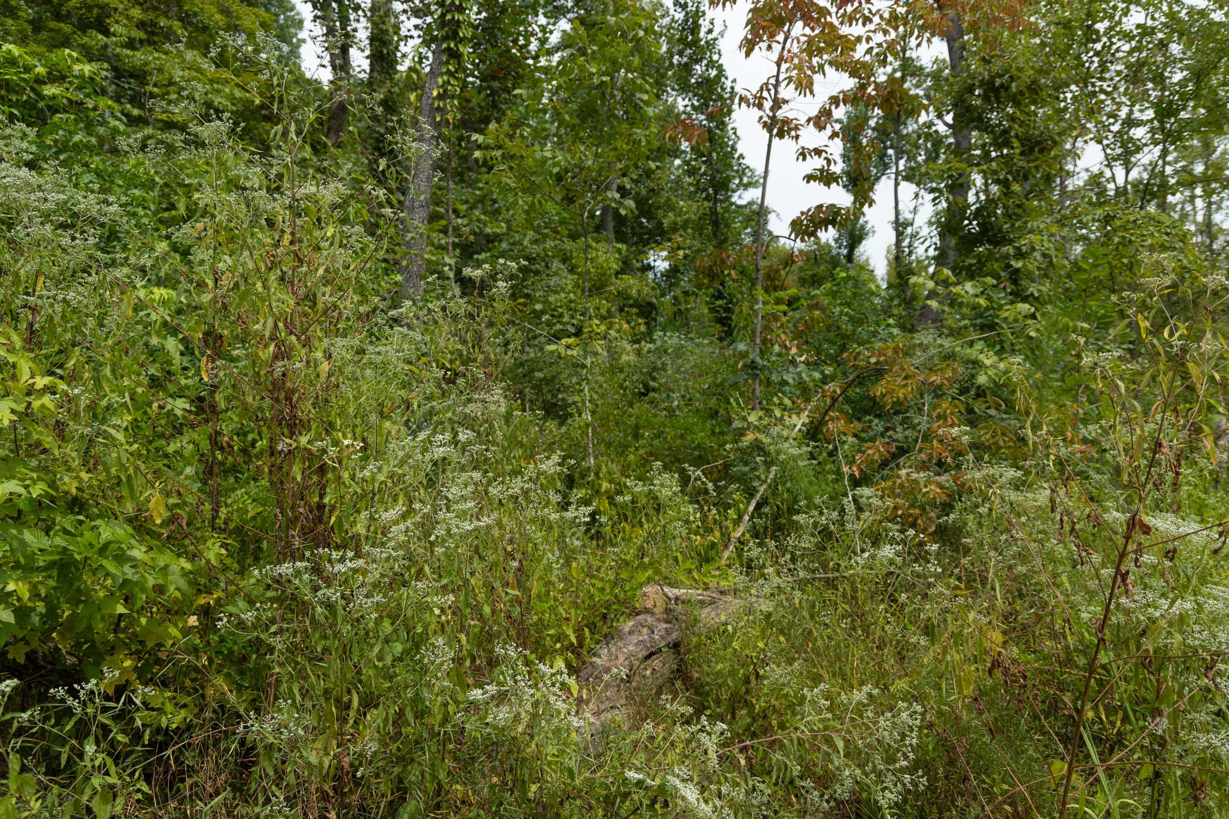 Big White Oak Tract 133 photo 8