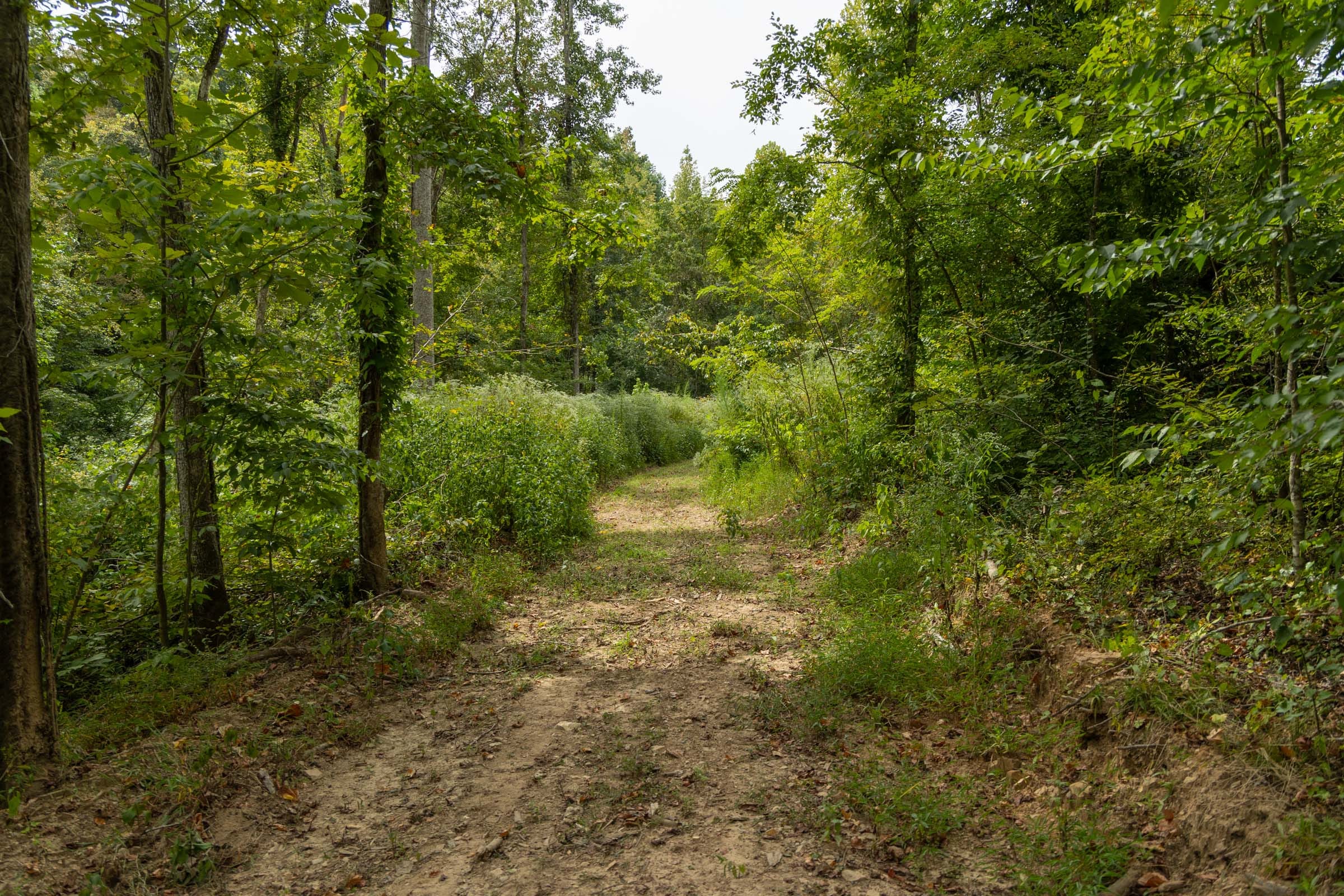 Big White Oak Tract 133 photo 7