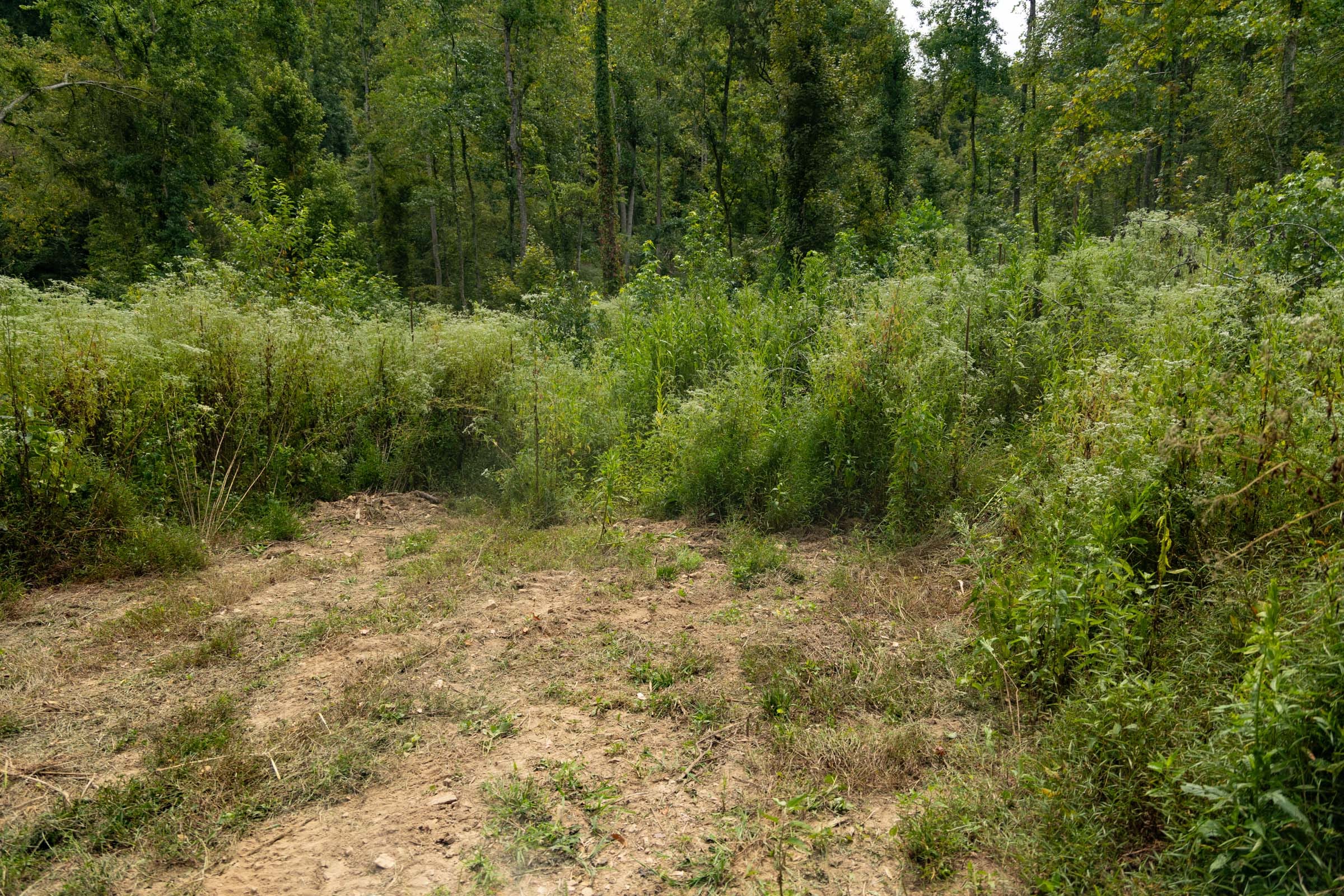 Big White Oak Tract 133 photo 6