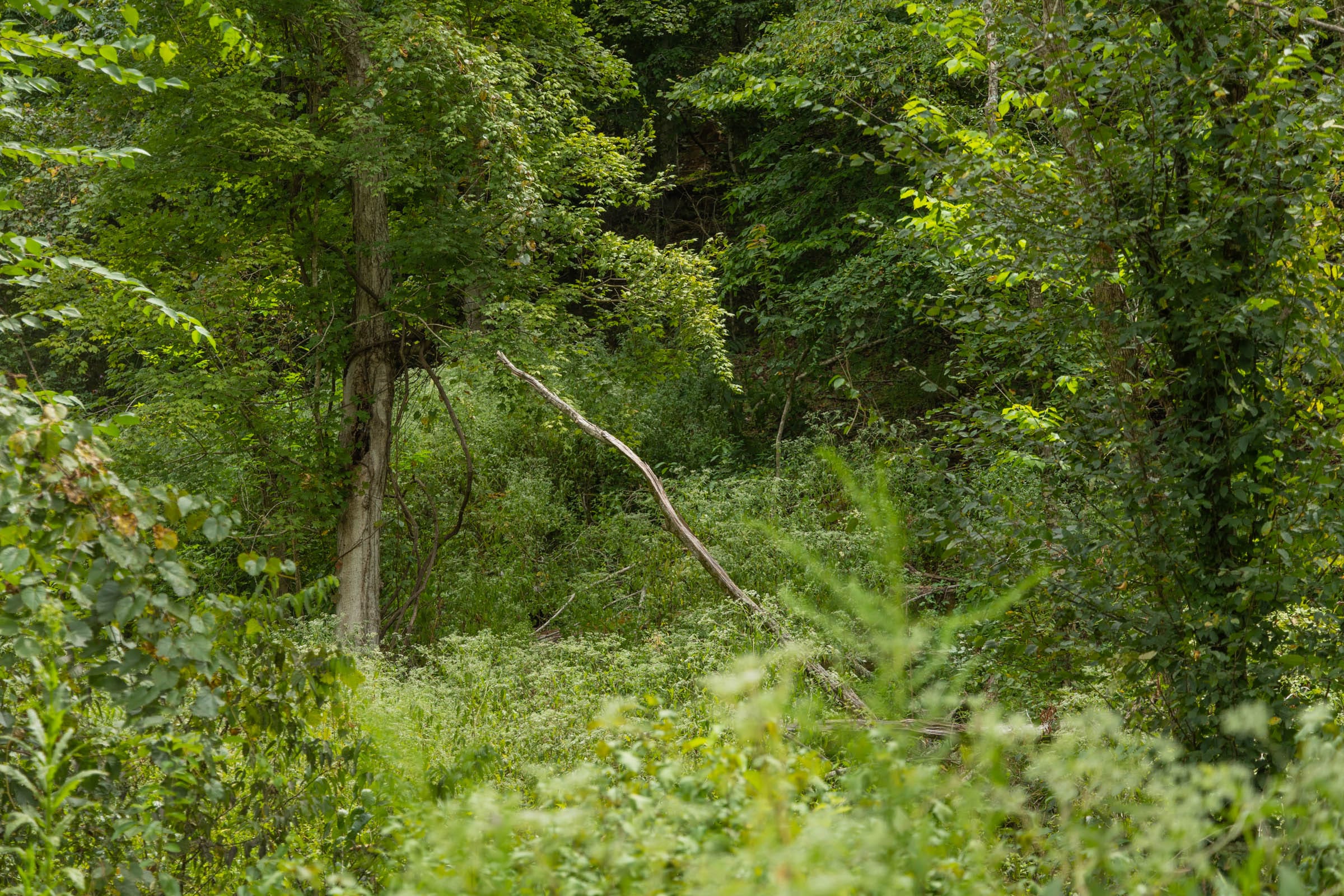 Big White Oak Tract 133 photo 5