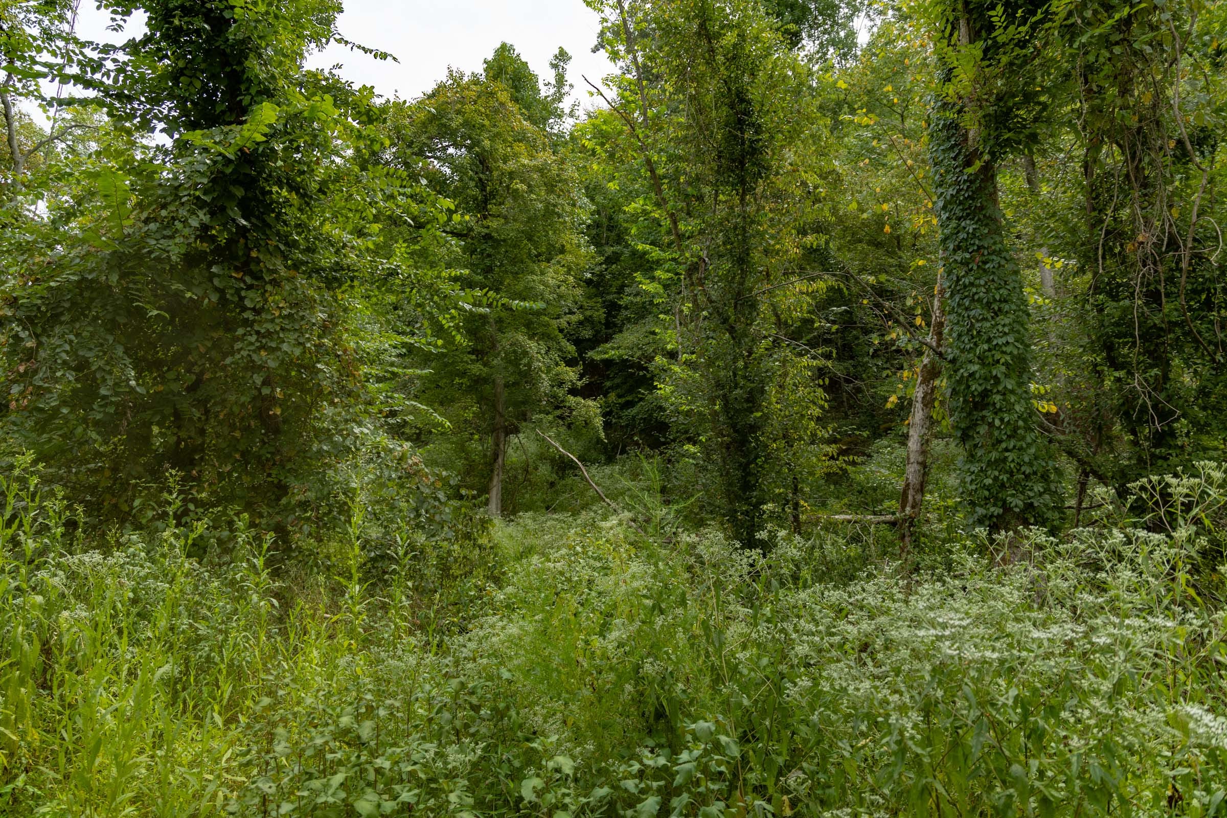 Big White Oak Tract 133 photo 4