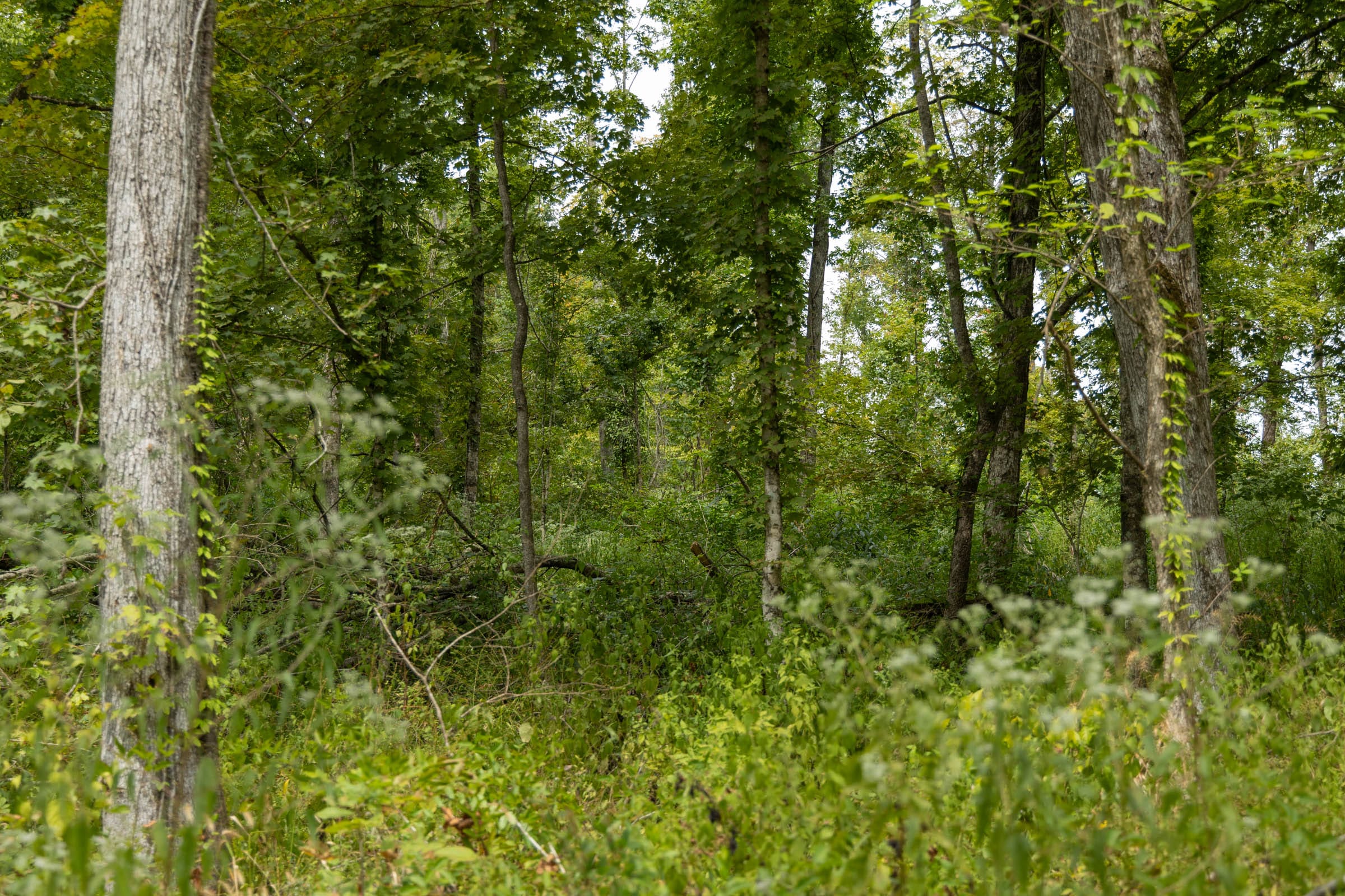 Big White Oak Tract 133 photo 3