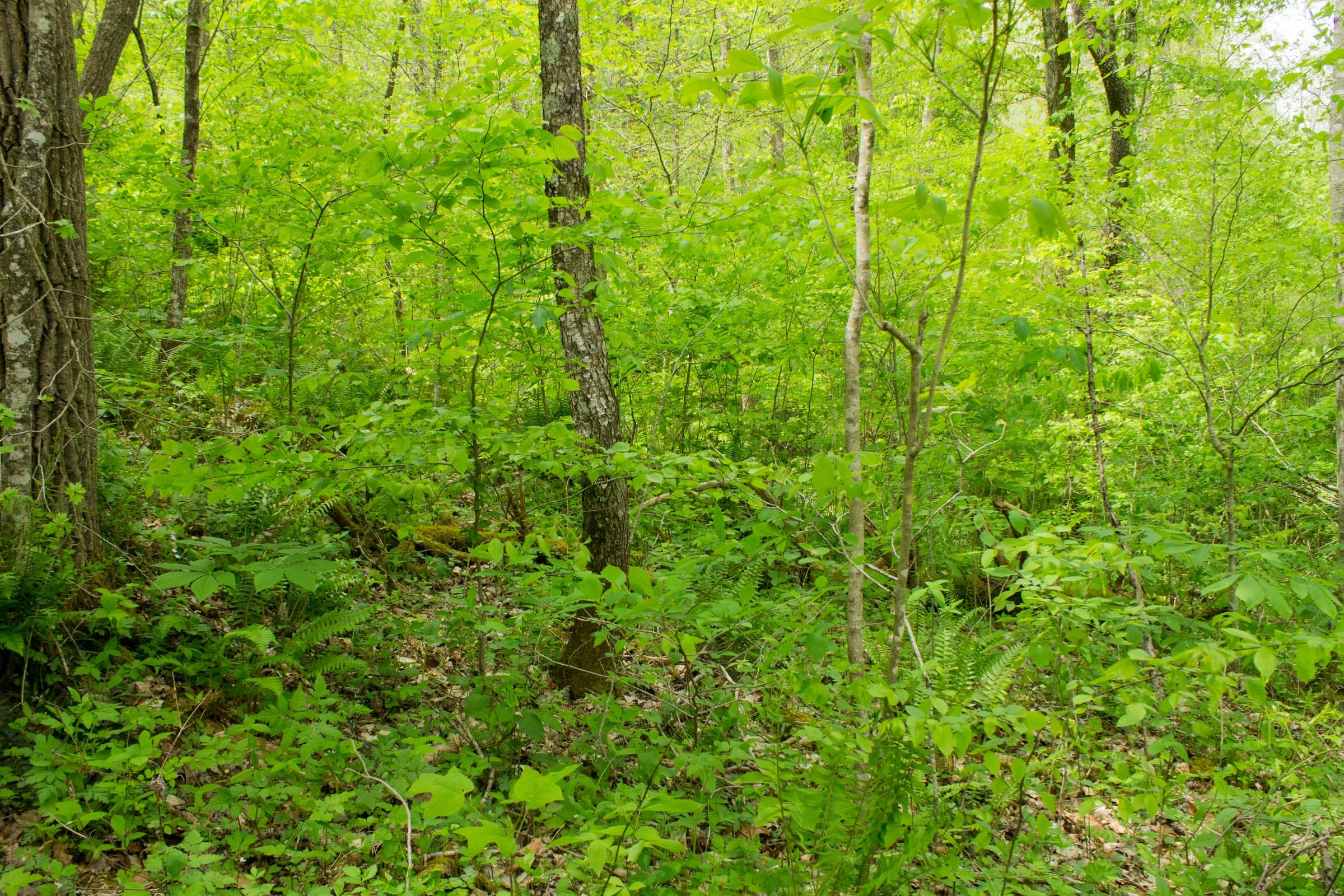Trails End Tract 16 photo 5