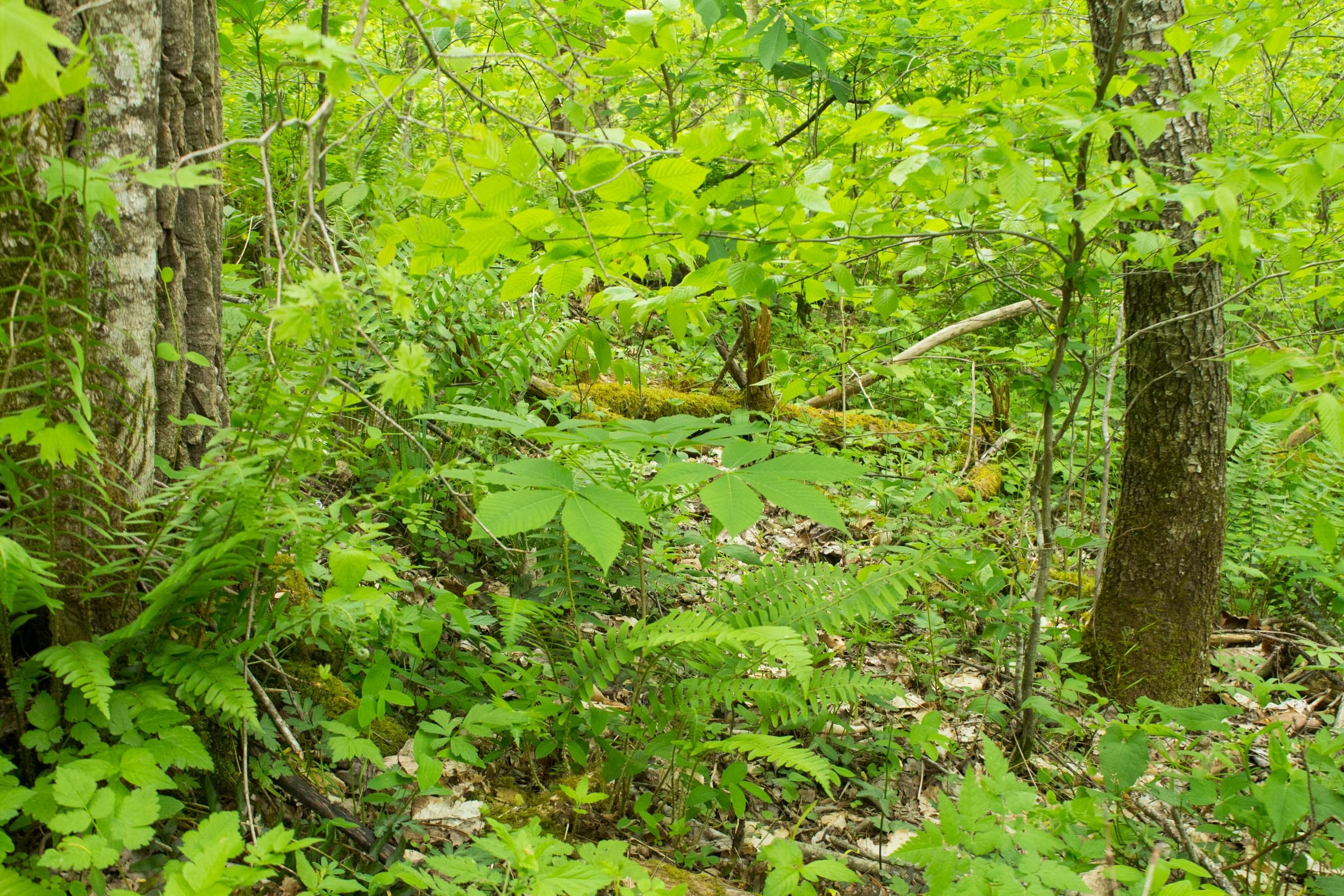 Trails End Tract 16 photo 6