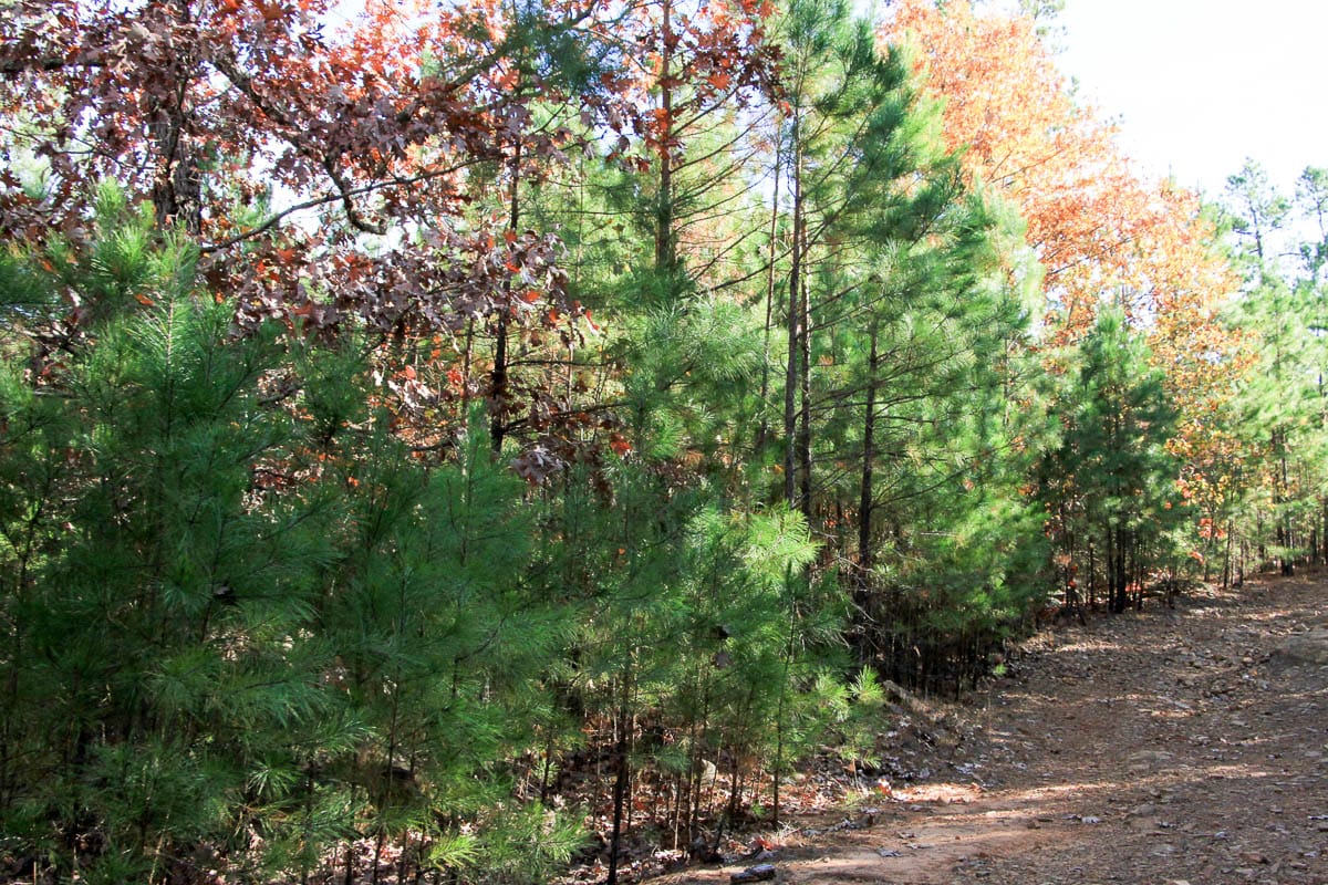 Stone Creek Phase III Tract 6 photo 5