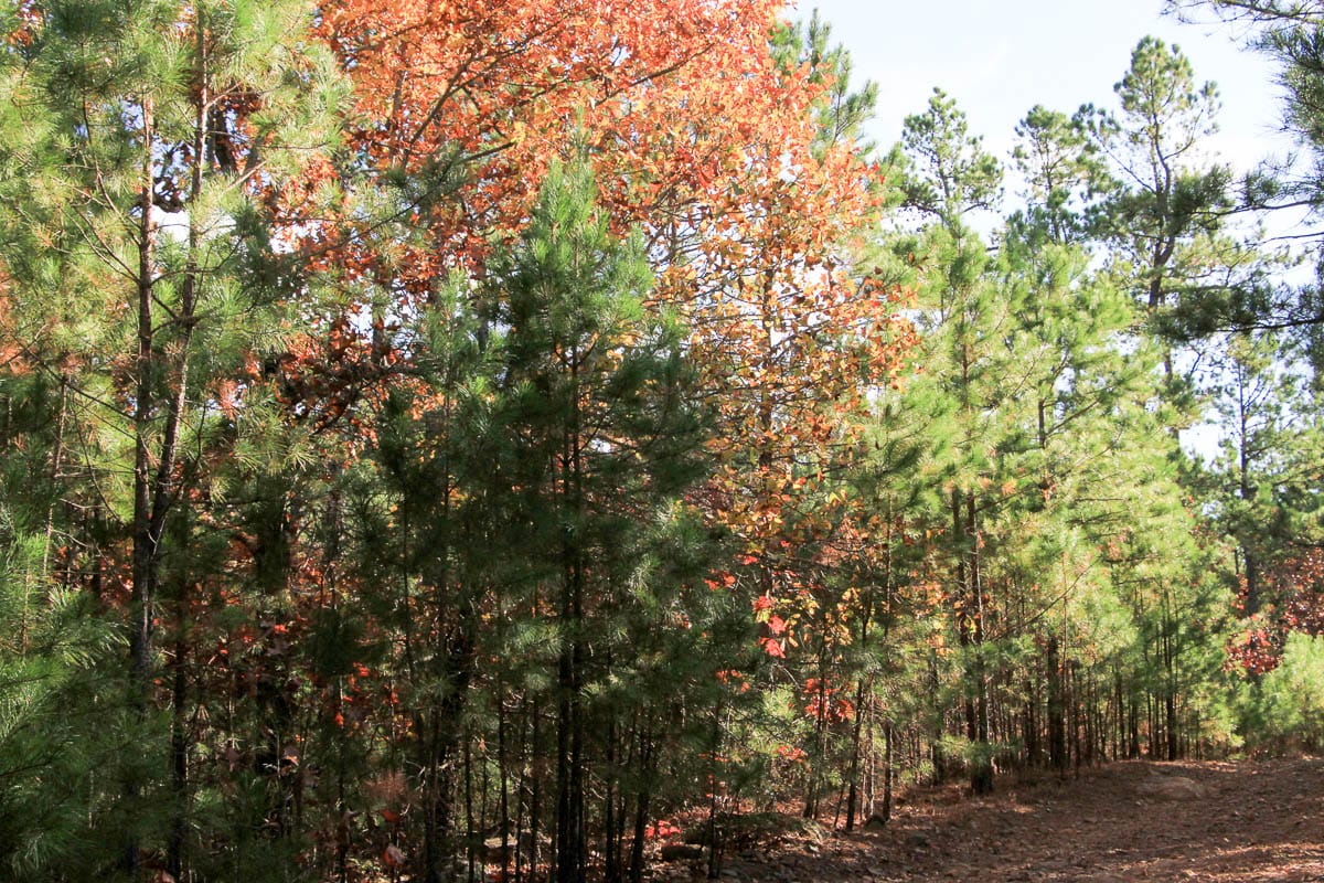 Stone Creek Phase III Tract 6 photo 6