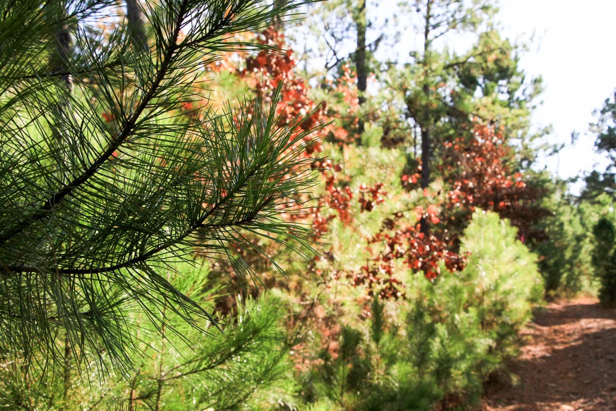 Stone Creek Phase III Tract 6 photo 11