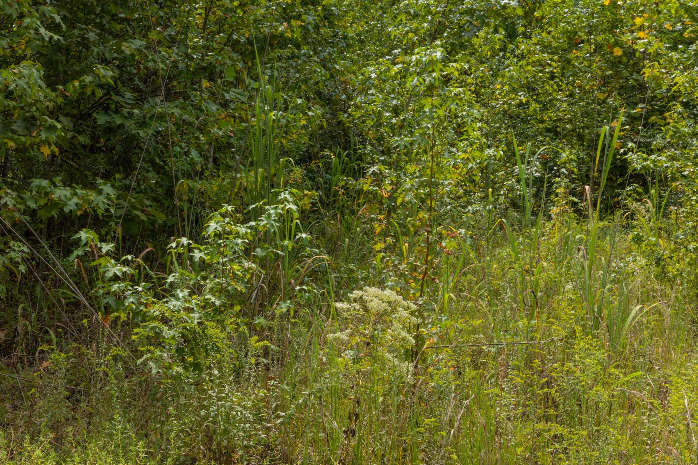 Big White Oak Tract 66 photo 6