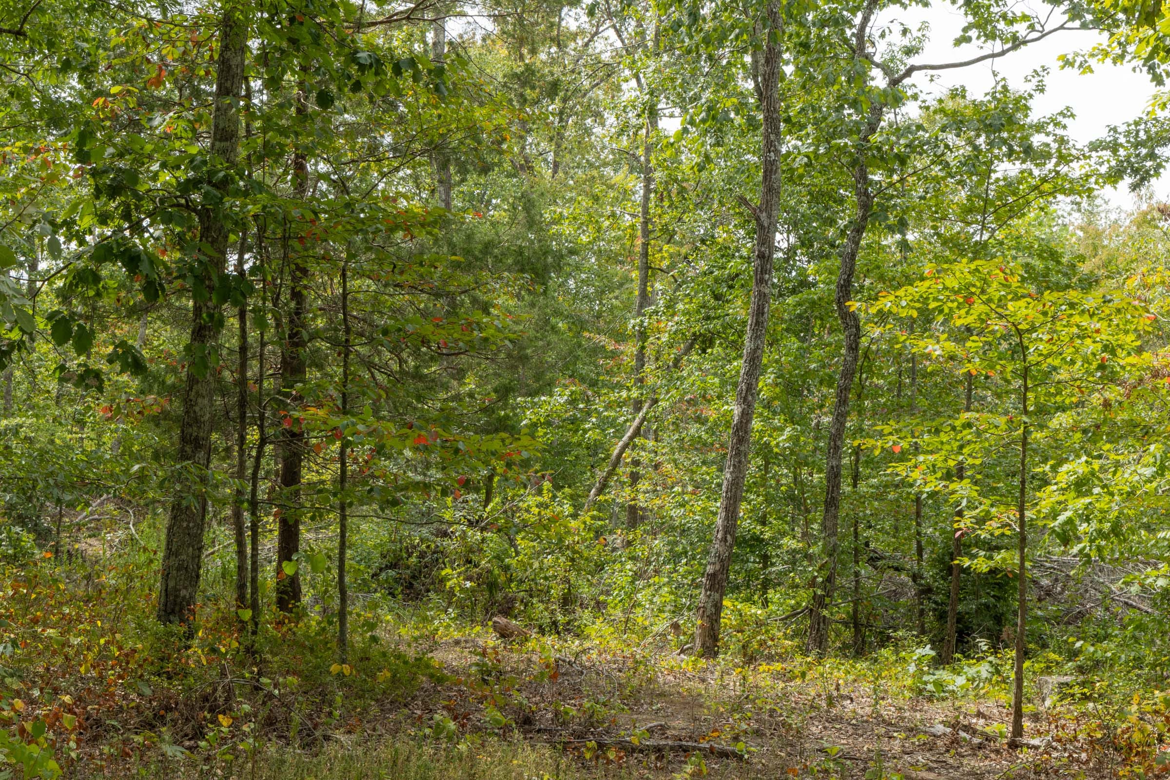 Big White Oak Tract 66 photo 5