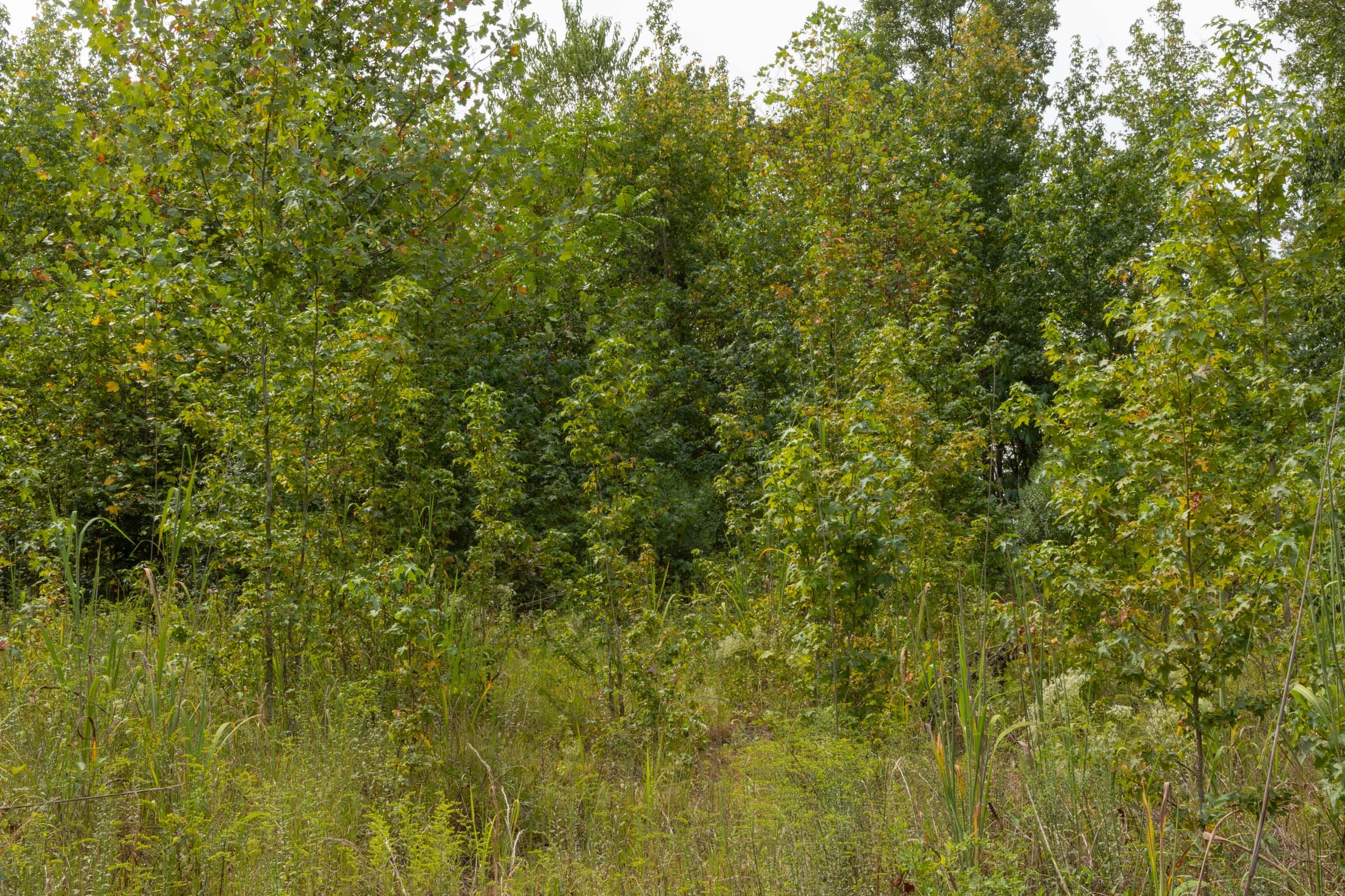 Big White Oak Tract 66 photo 4