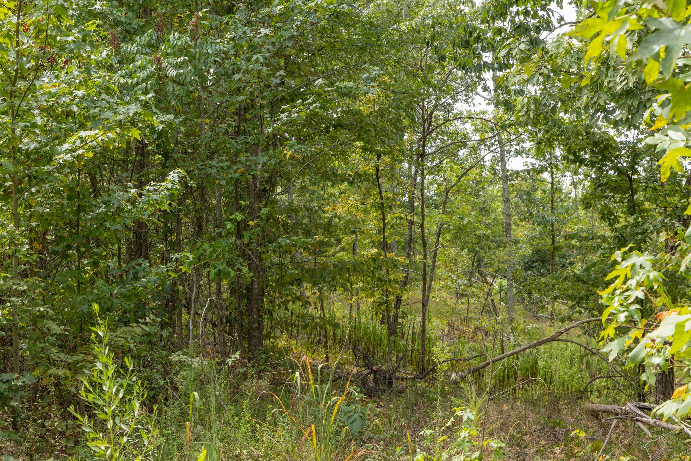 Big White Oak Tract 66 photo 3