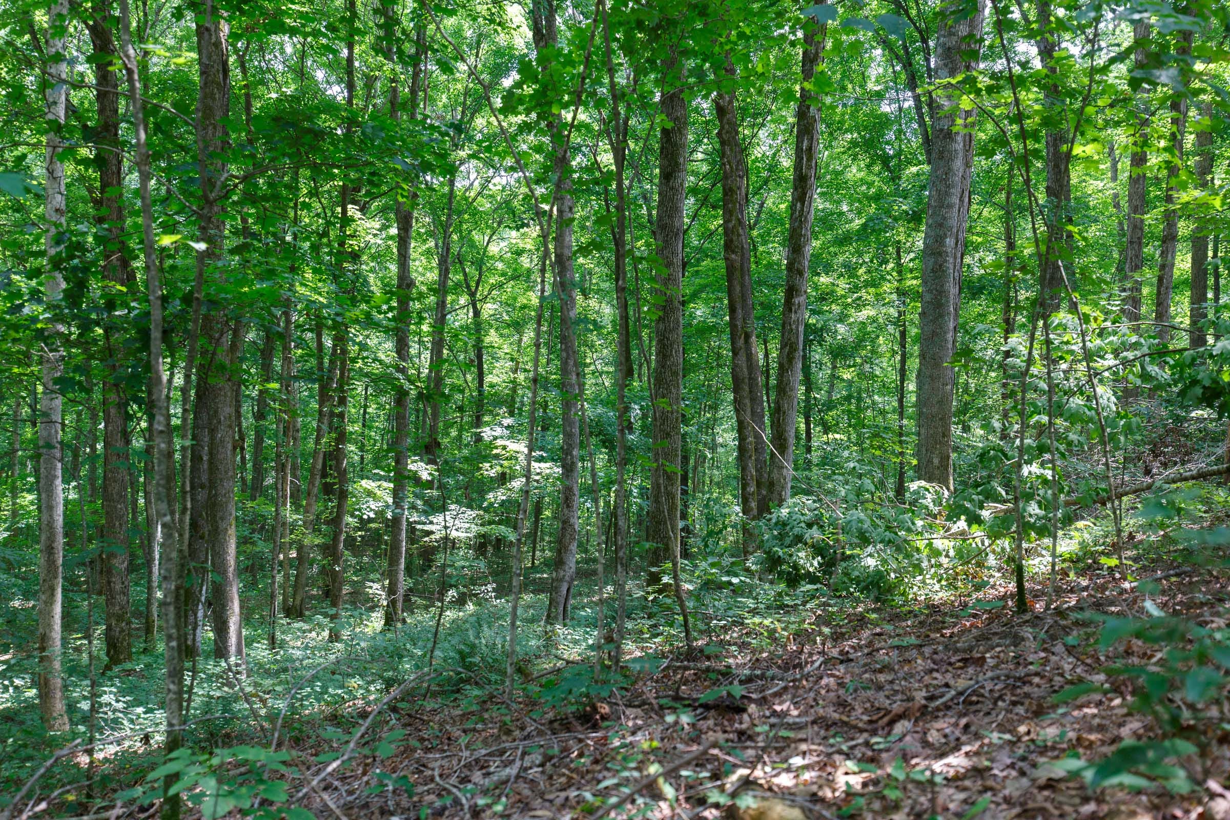Rolling Hills Tract 15 photo 6
