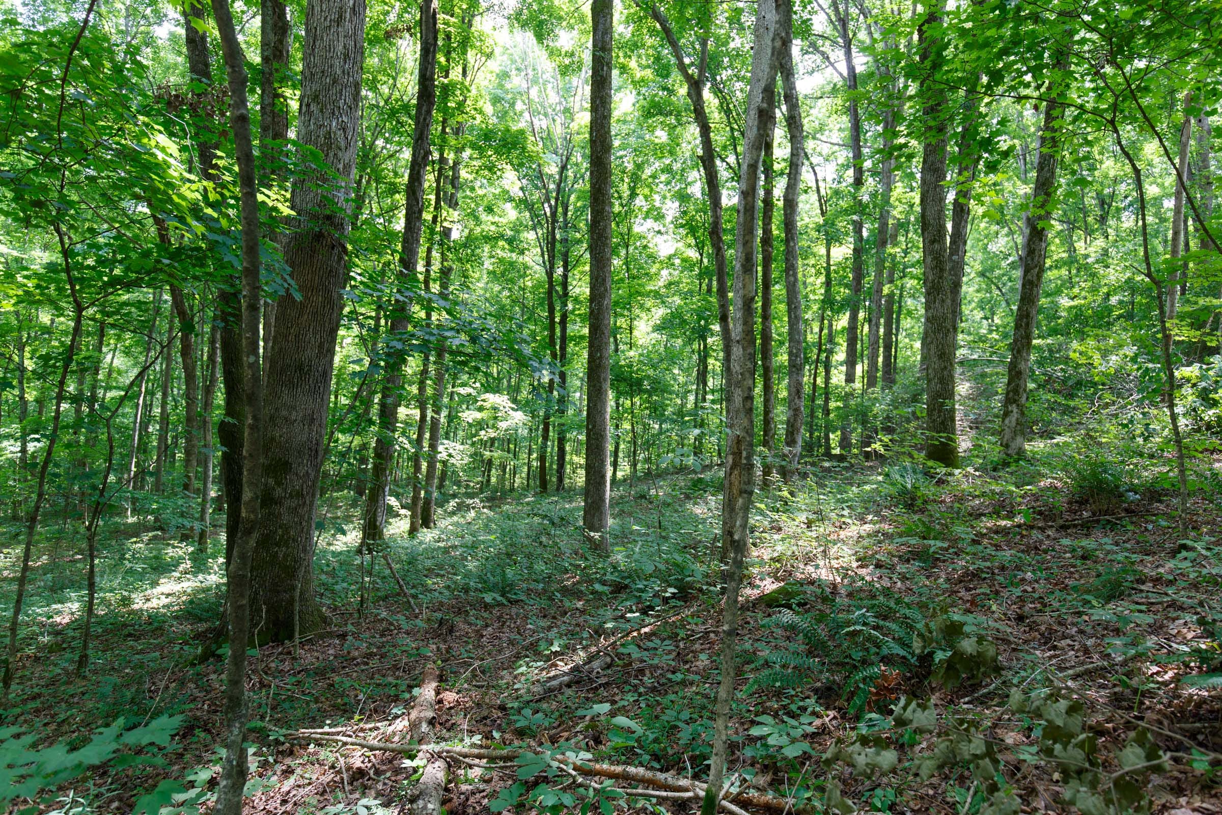 Rolling Hills Tract 15 photo 8