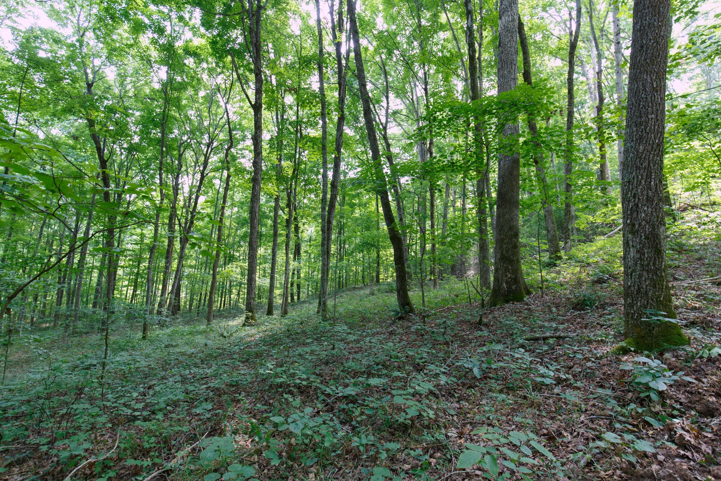 Rolling Hills Tract 15 photo 9