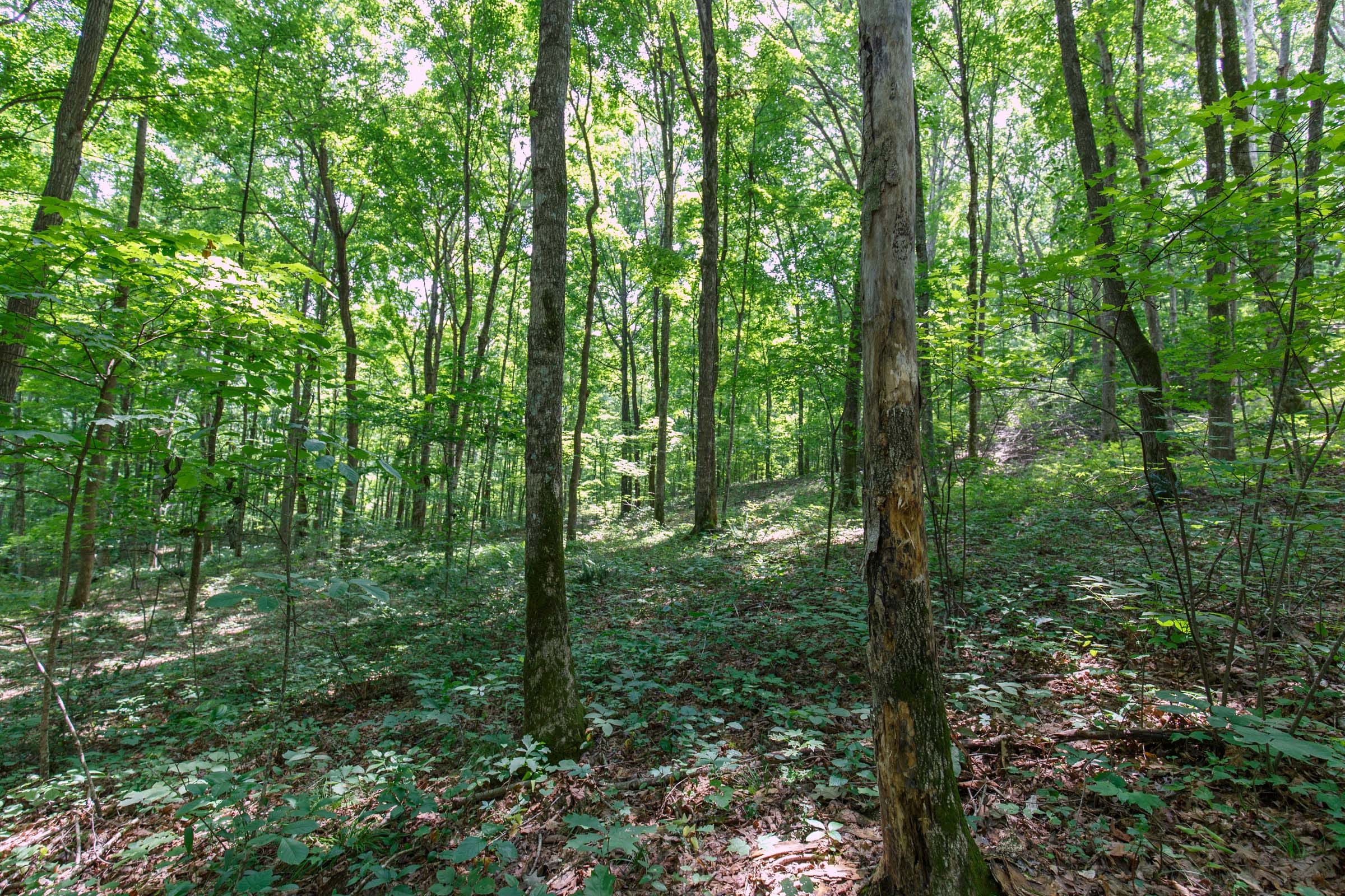 Rolling Hills Tract 15 photo 11