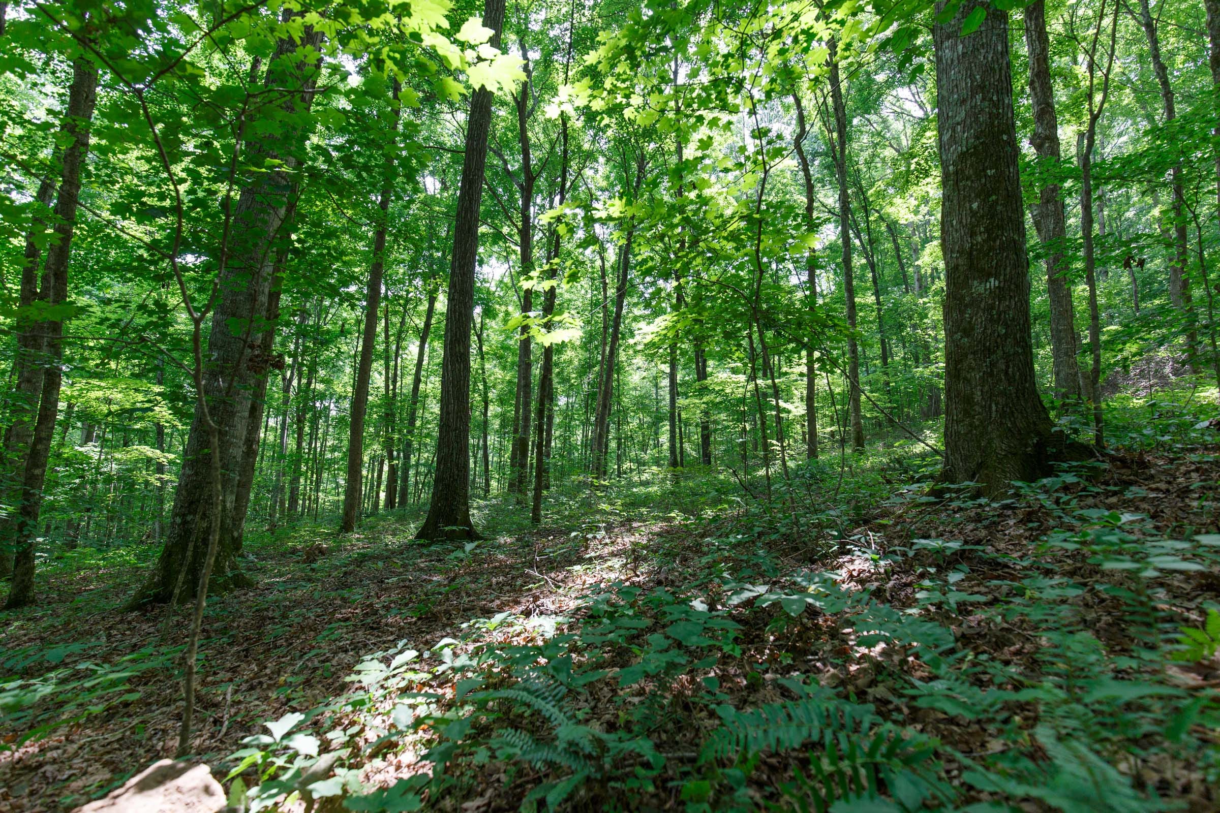 Rolling Hills Tract 15 photo 12