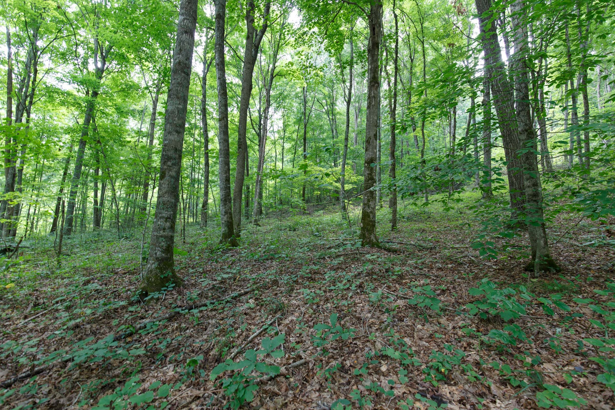 Rolling Hills Tract 15 photo 14